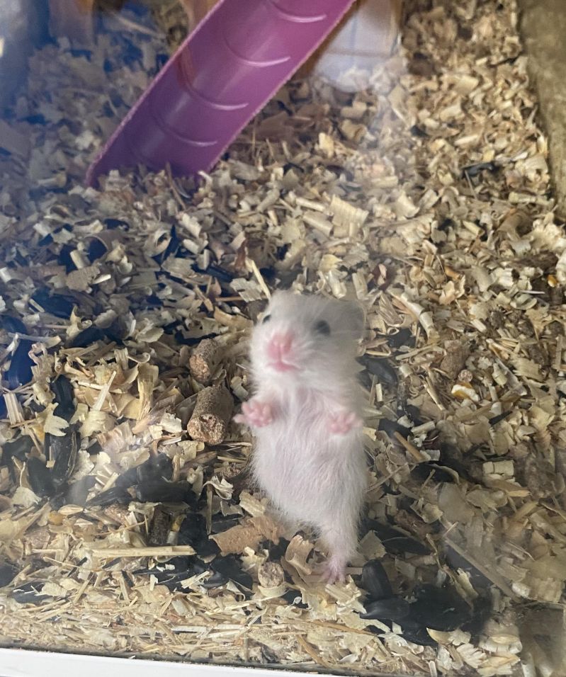 Pose R Hamsters - Professional High Resolution Abstract Wallpapers | Free Download