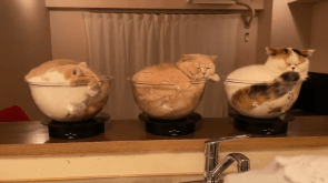 Three bowls of cats