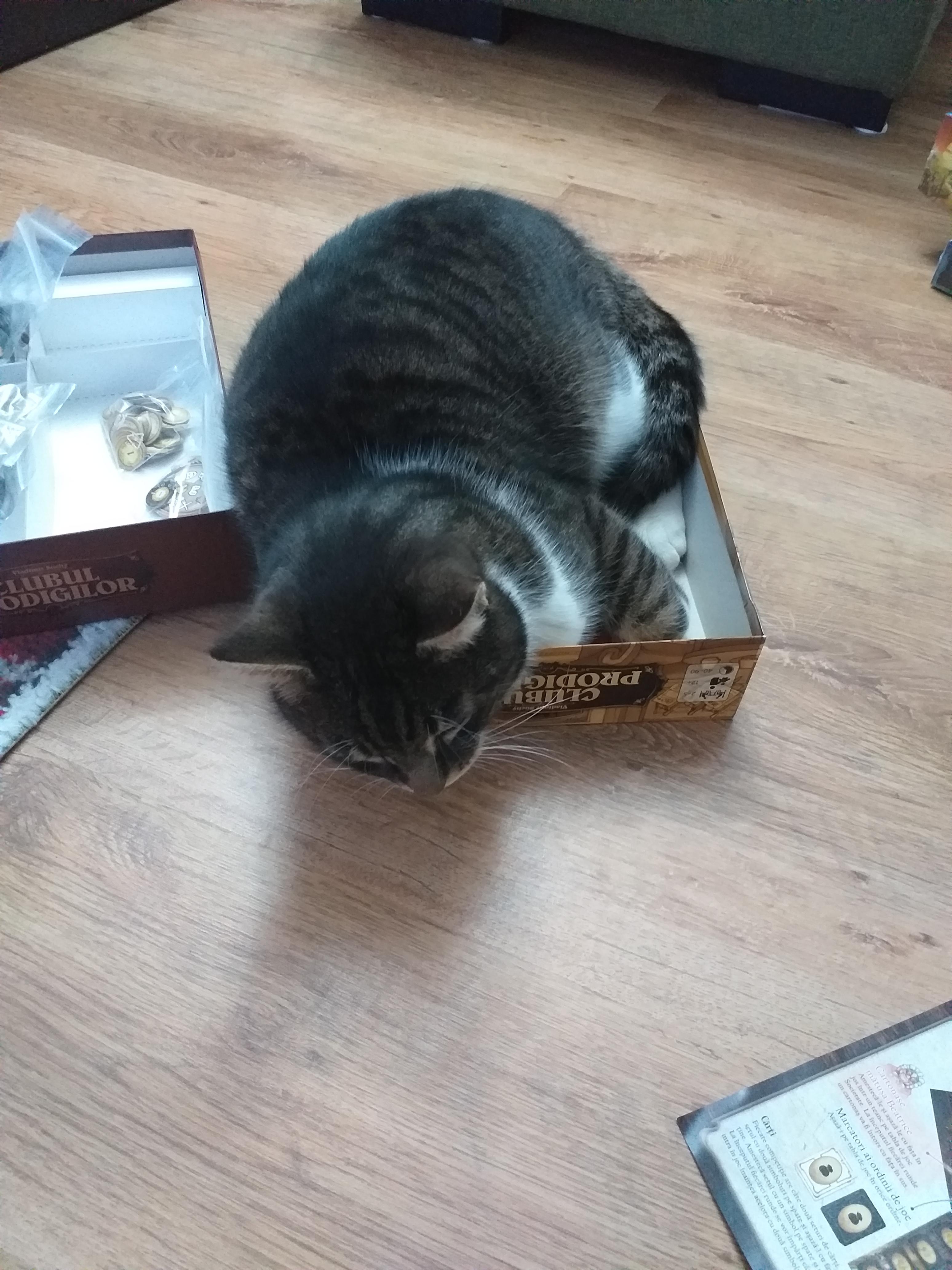 A Bogo Cat Trap Thecattrapisworking