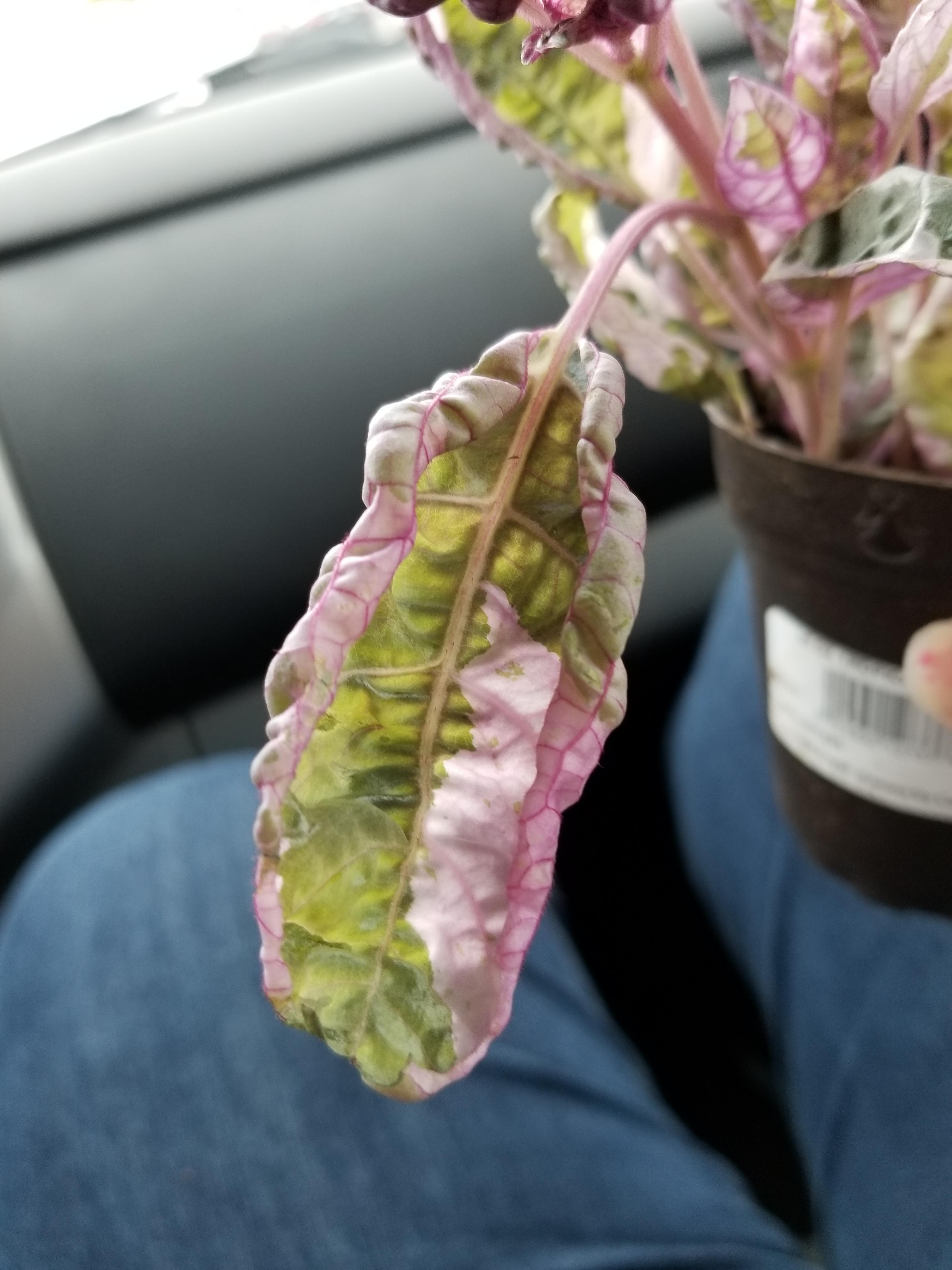 View 27 Snow White Waffle Plant Toxic To Cats factstupidpic