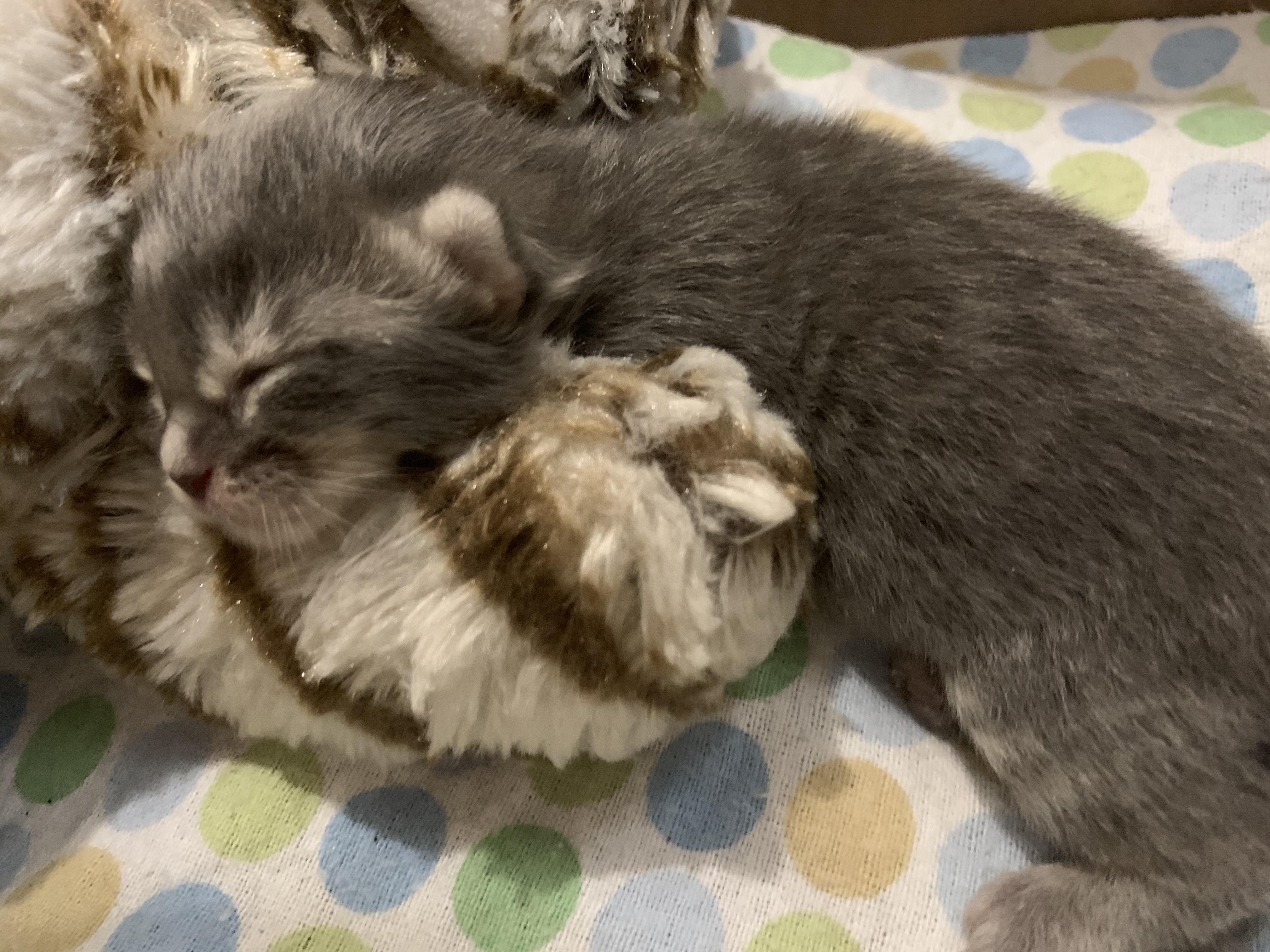 7 Days Old And He Has Fallen In Love With His Snuggle Buddy Kittens