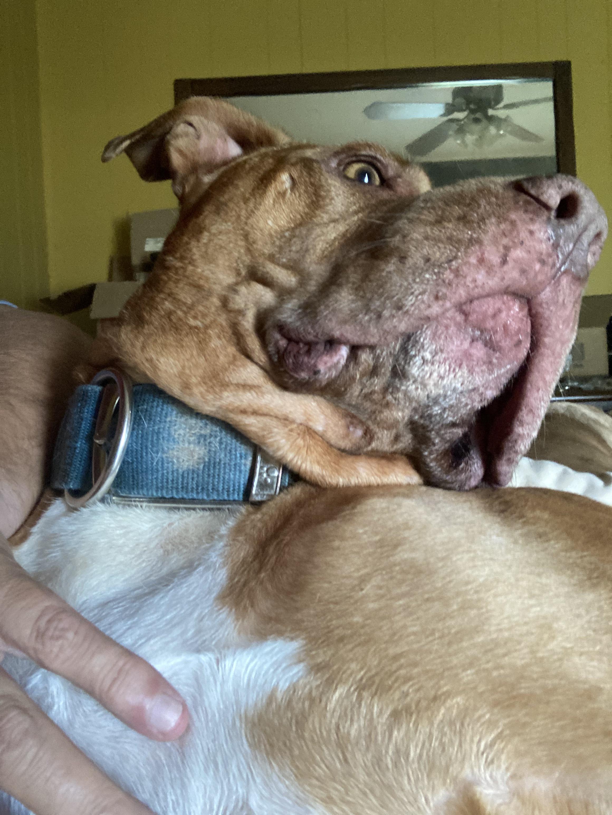 追踪 嘿一只小河马 劲爆 秘密 时刻