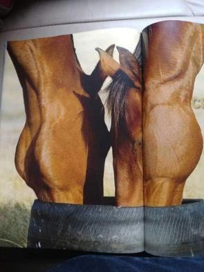 Blursed_Horses