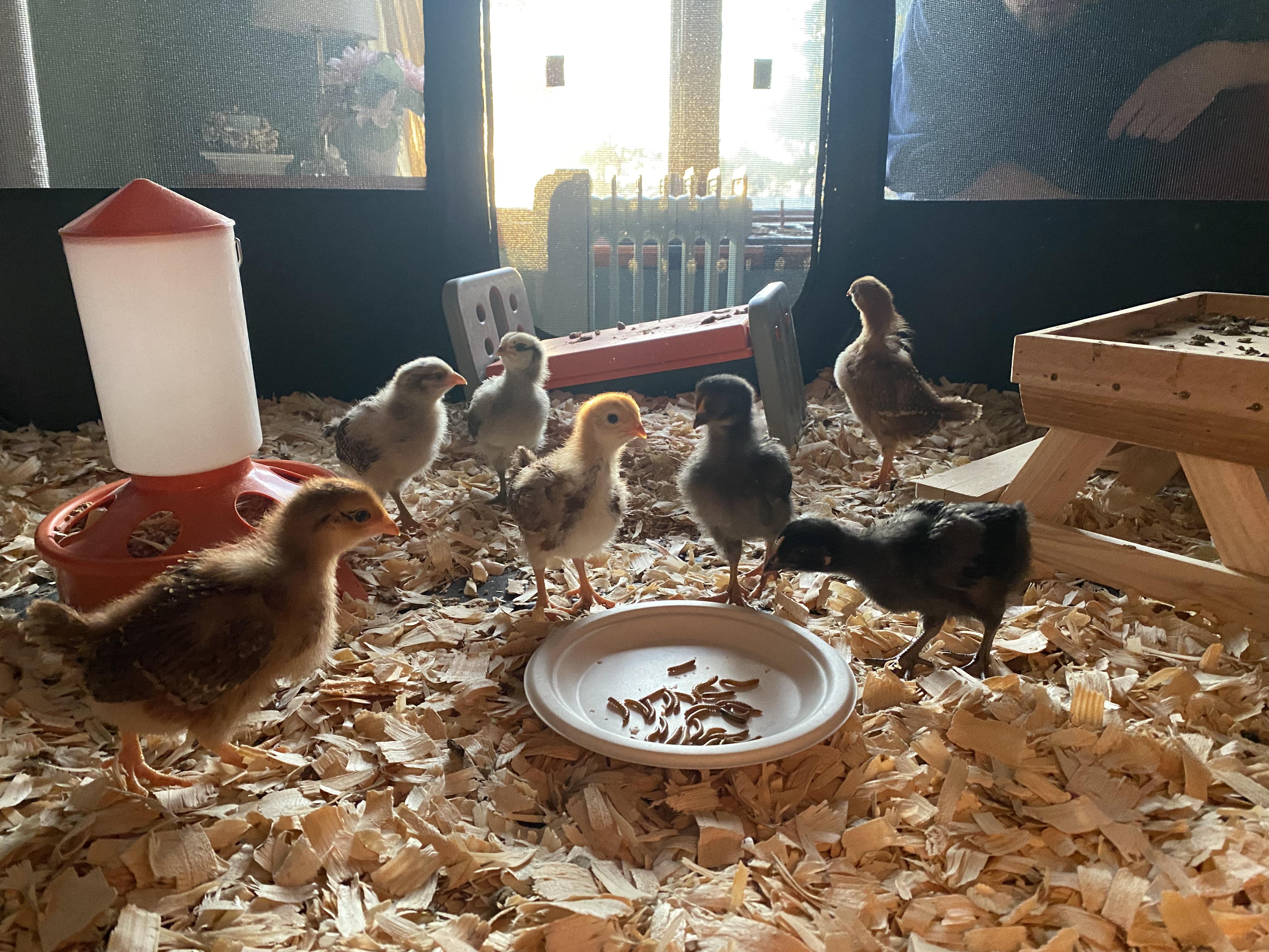 Vendi pintinhos sem separar os sexos e agora a pessoa tá com um problema de  galo e quer que eu ajude a resolver. : rchickens