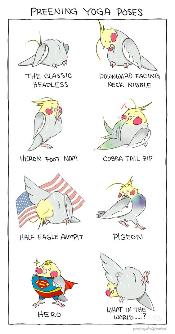 Share more than 151 yoga poses with bird names best