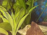 Just Getting High Watching My Snails Fly R Aquaticsnails