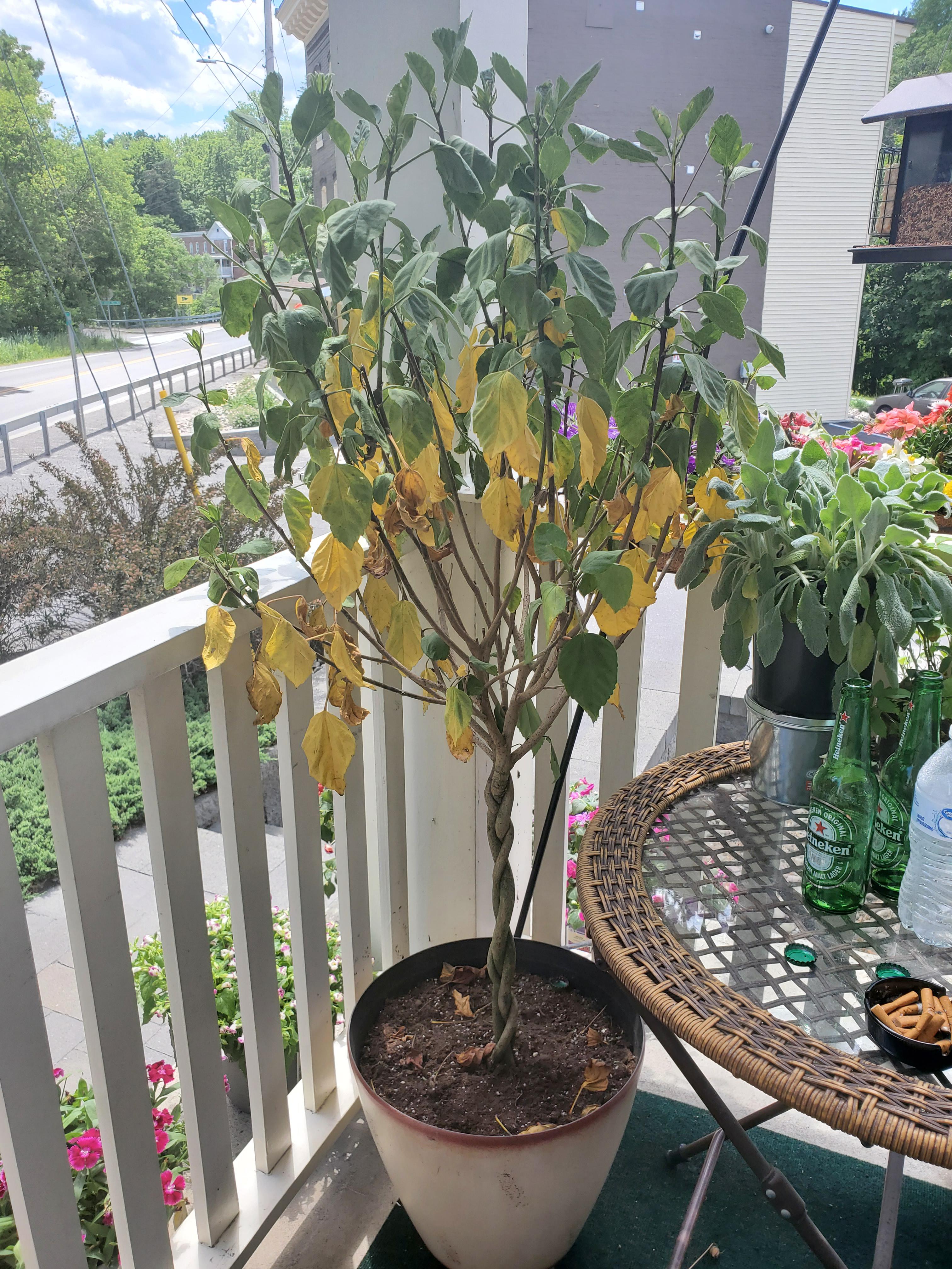 What To Do For Hibiscus Flowers Falling Off Plant