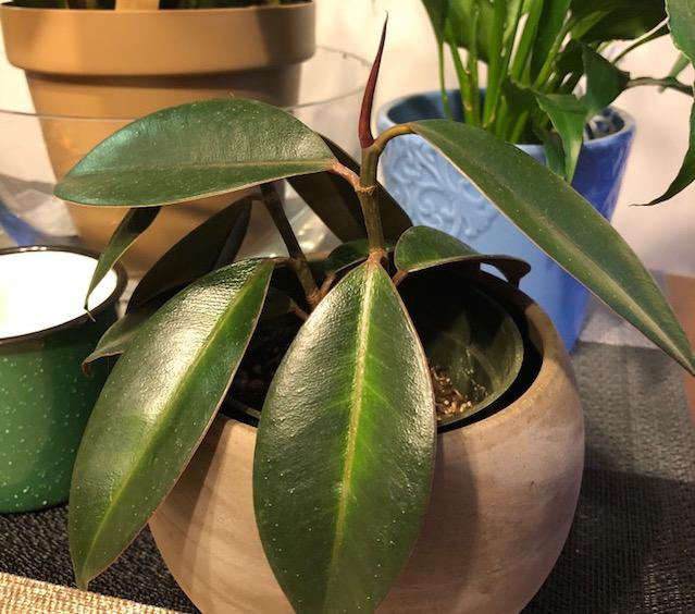 The rubber tree's leaves are slightly oval and larger than the weeping fig's. My Rubber plant's leaves are drooping and I noticed it