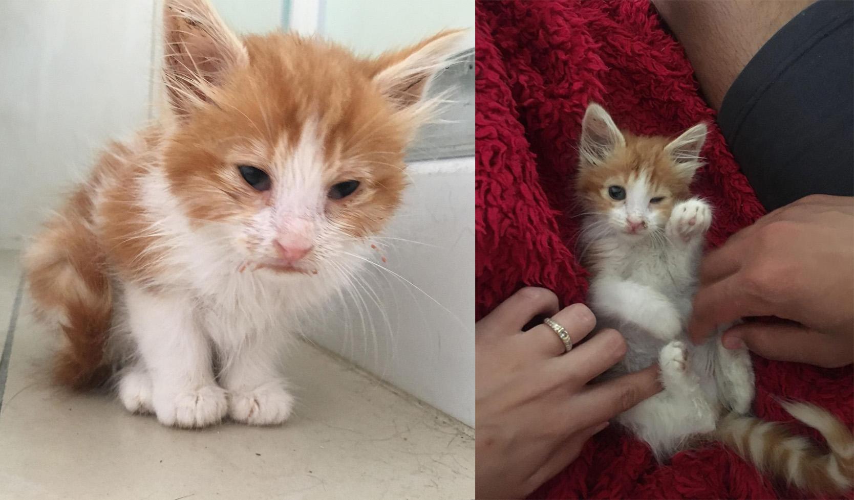 Rescue Kitten Before After Cats