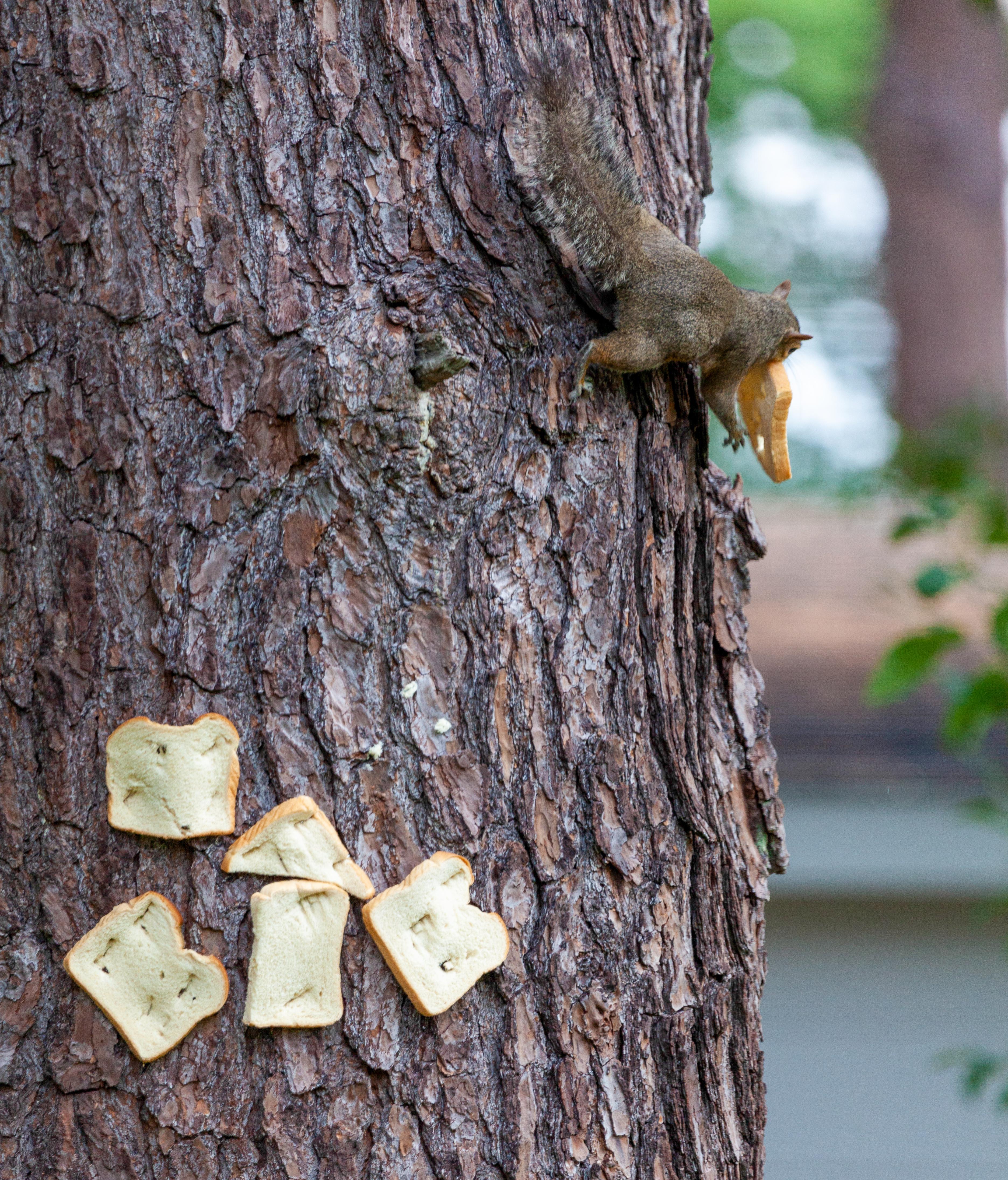 Pictures Of Bread That Have Been Stapled To Trees Soothouse 103k Views 3 Hours Ago Ifunny