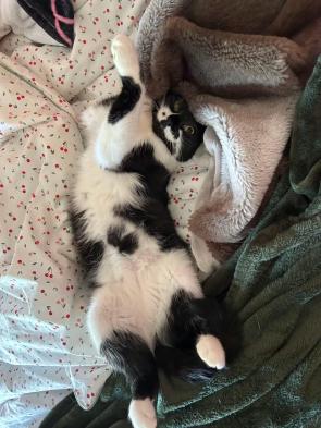 Margot from our shelter, now in her forever home. She’s very happy there; she loves to talk she makes little sounds like a pigeon ❤️❤️❤️