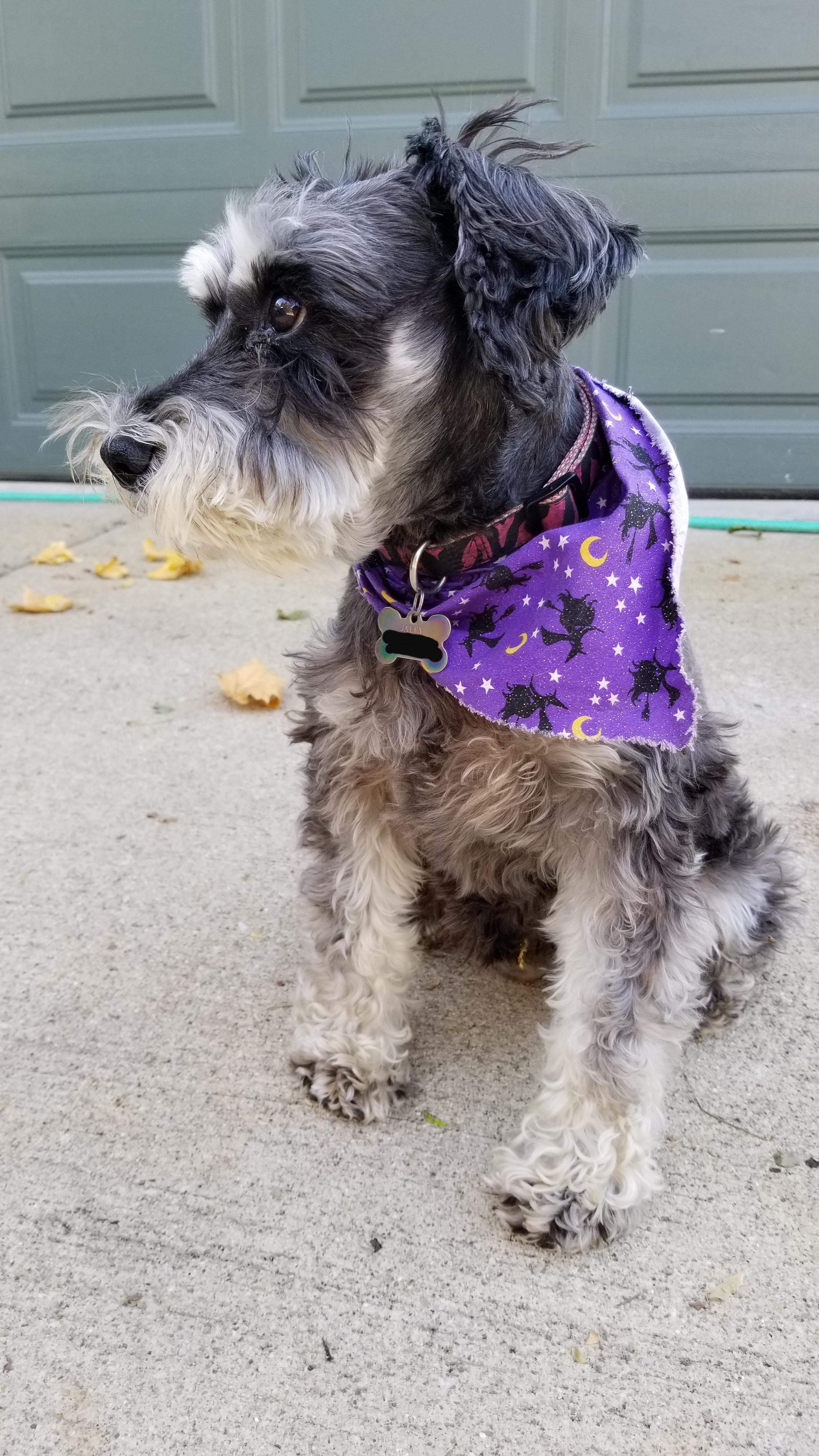 My Dog Isn T One For Fancy Costumes So This Will Do Aww