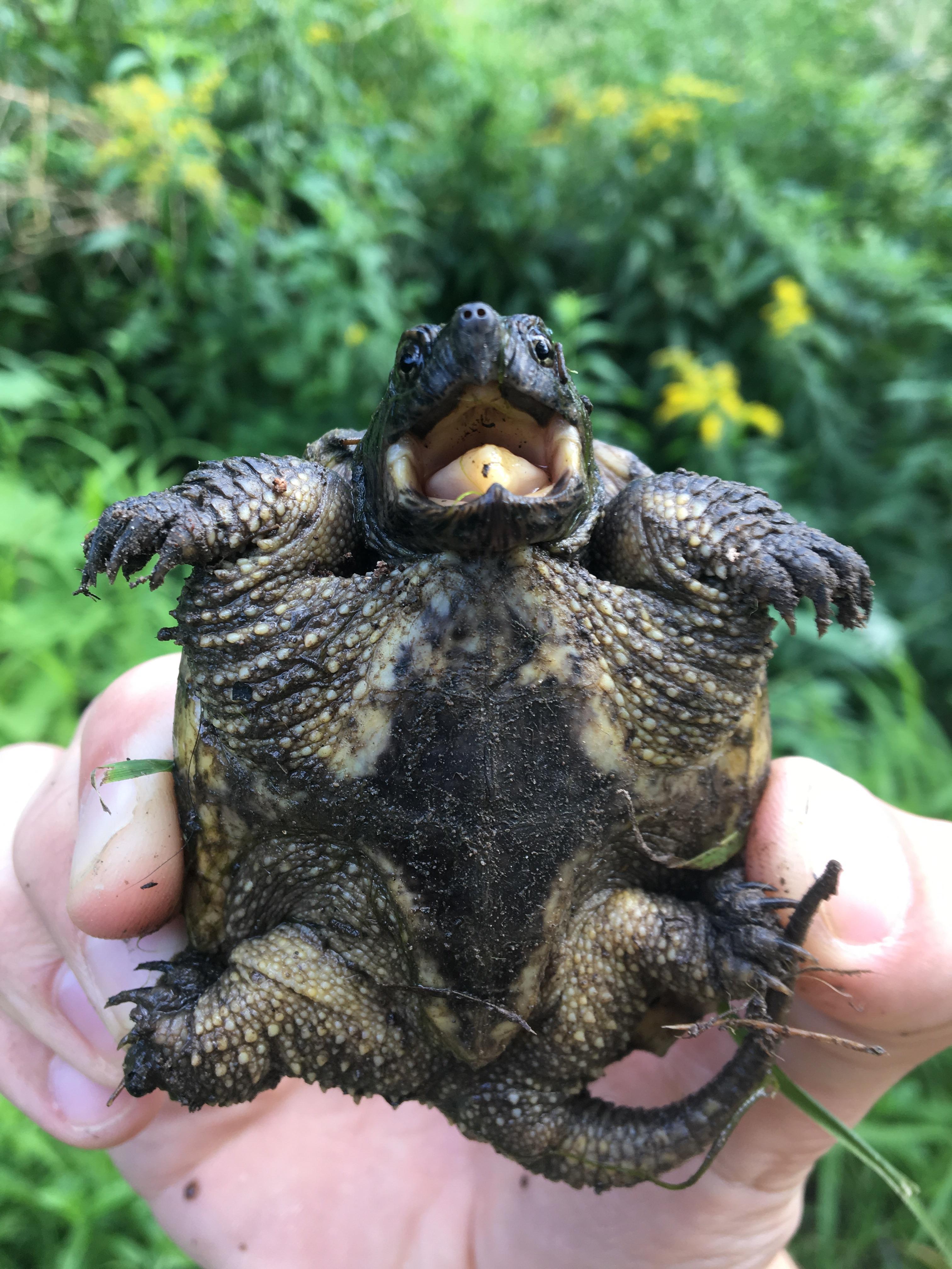 In the wild, red sliders can live from 20 to 50 years. Baby Snapping Turtle R Aww