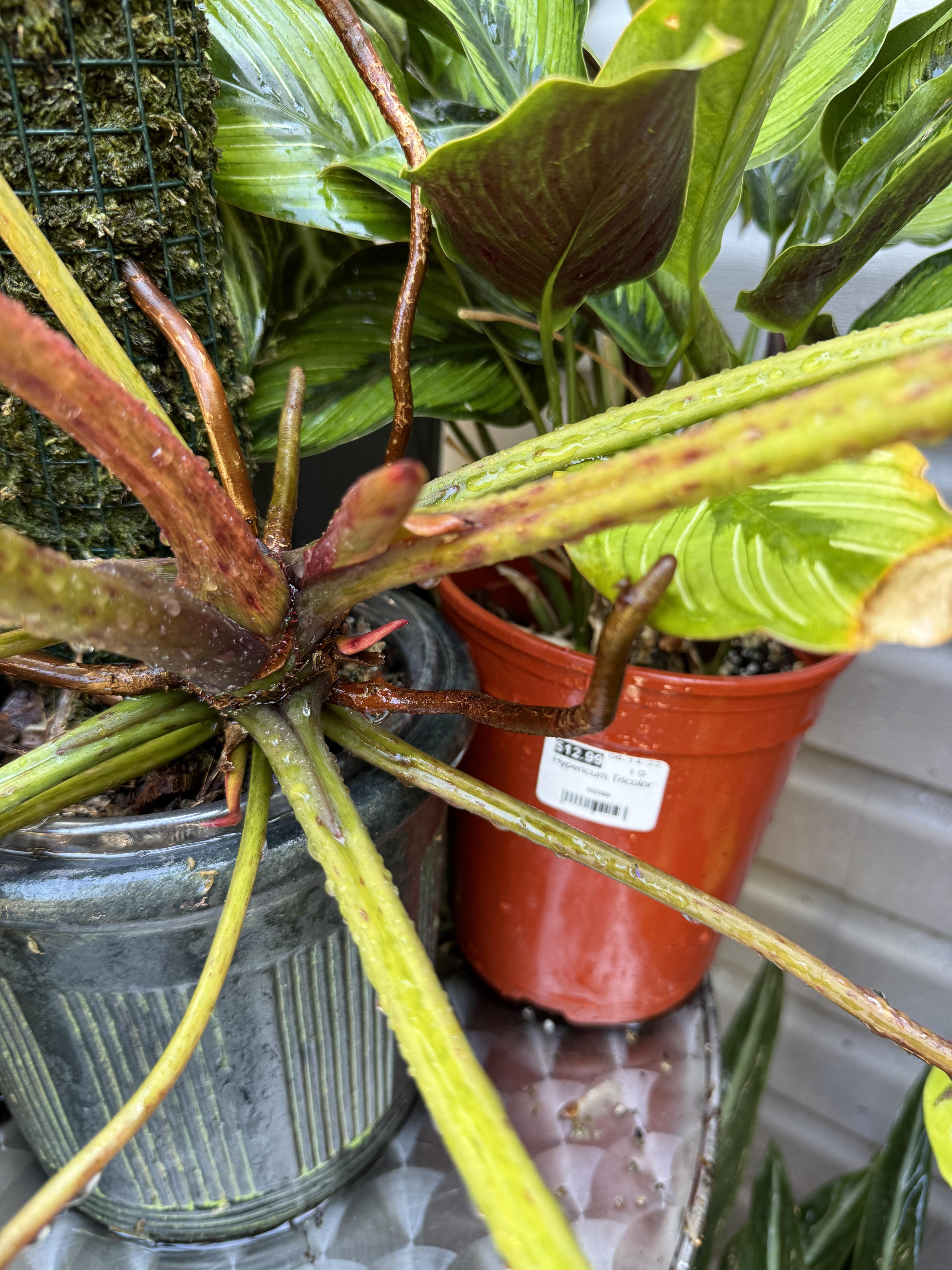 Leaf porn : rphilodendron