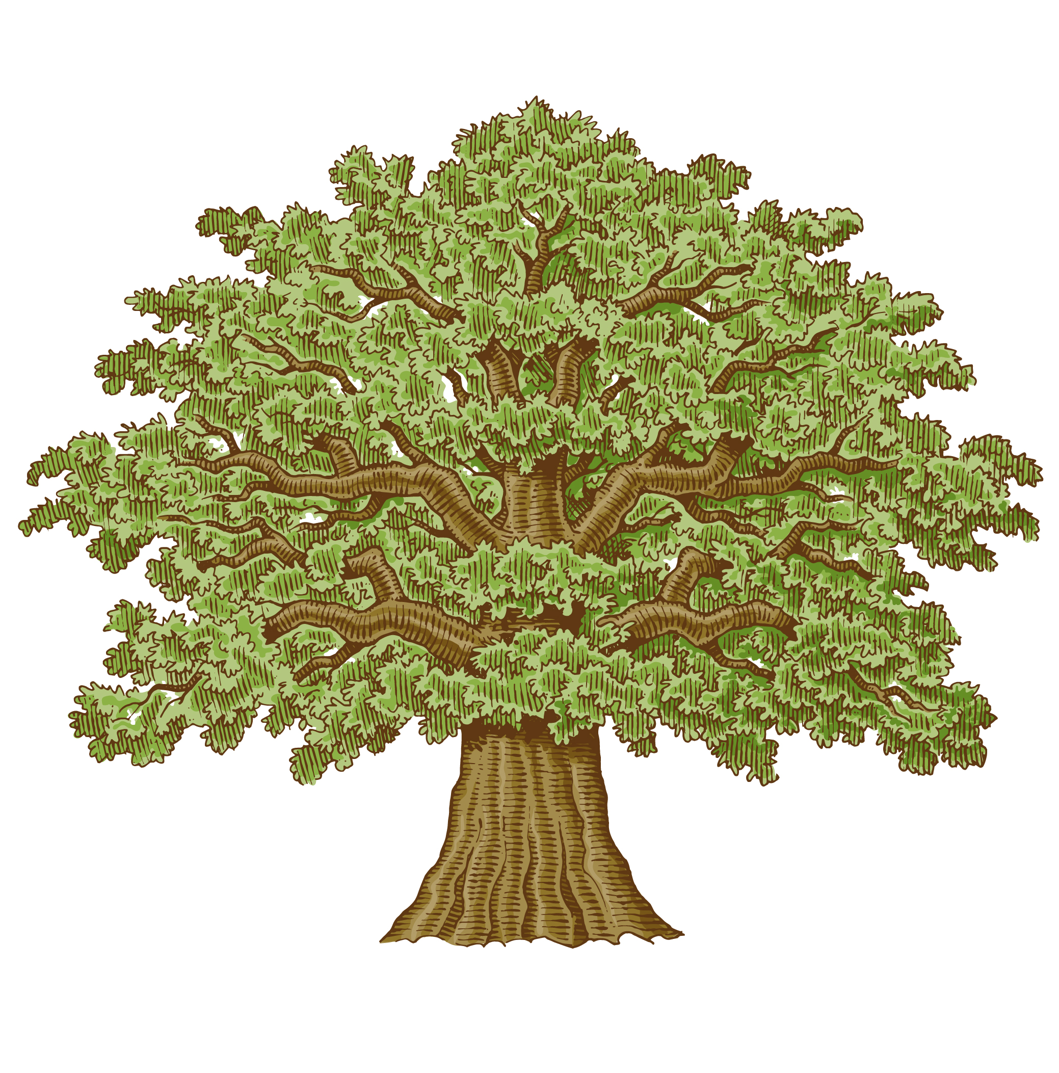Tree Illustration Png Images Free Transparent Tree Illustration Download Kindpng