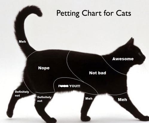 how to pet a cat rcoolguides on where to pet a cat reddit
