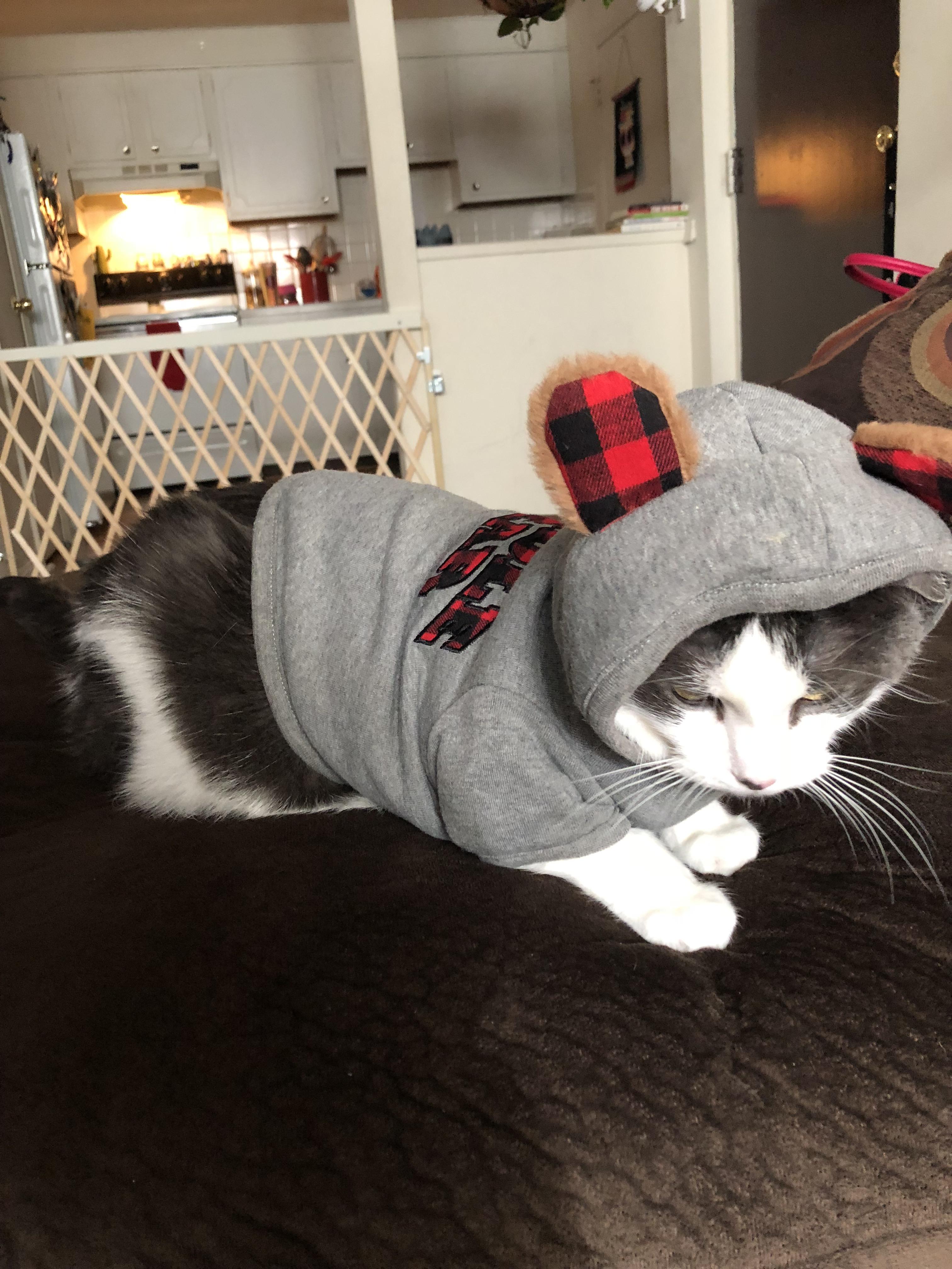 When You Dress Your Cat Up Once To See How It Feels To Be Like Colt 90dayfiance