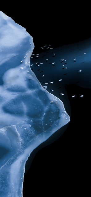 Ice and birds.. (1080×2340)