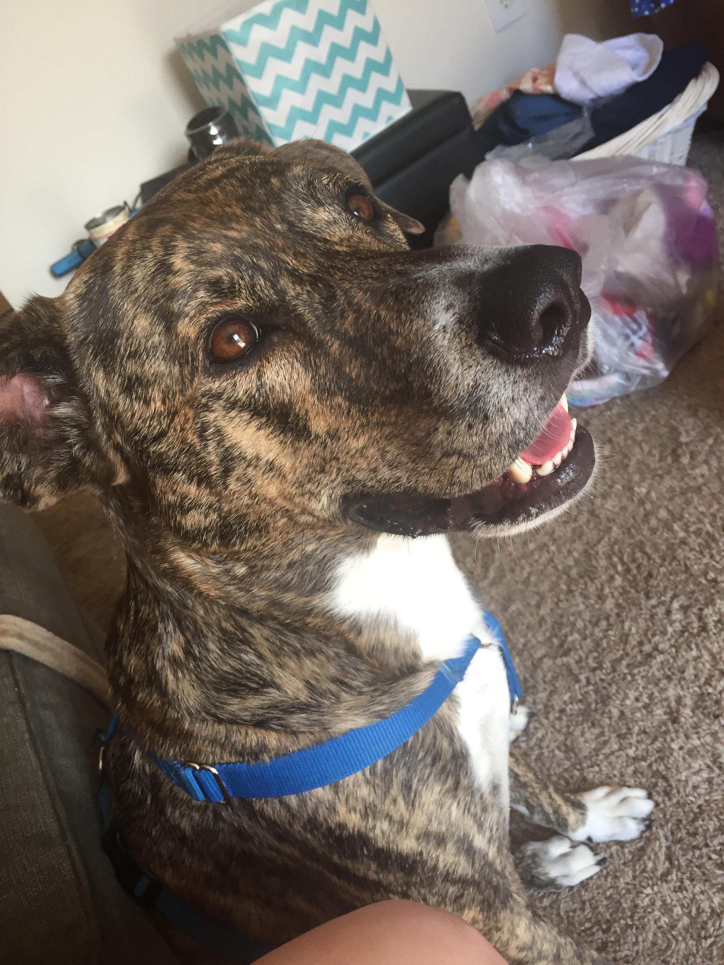 They're also affectionate with their humans and . The Best Boy Roscoe Brindle Fur Pitbull Lab Mix Pitbulls