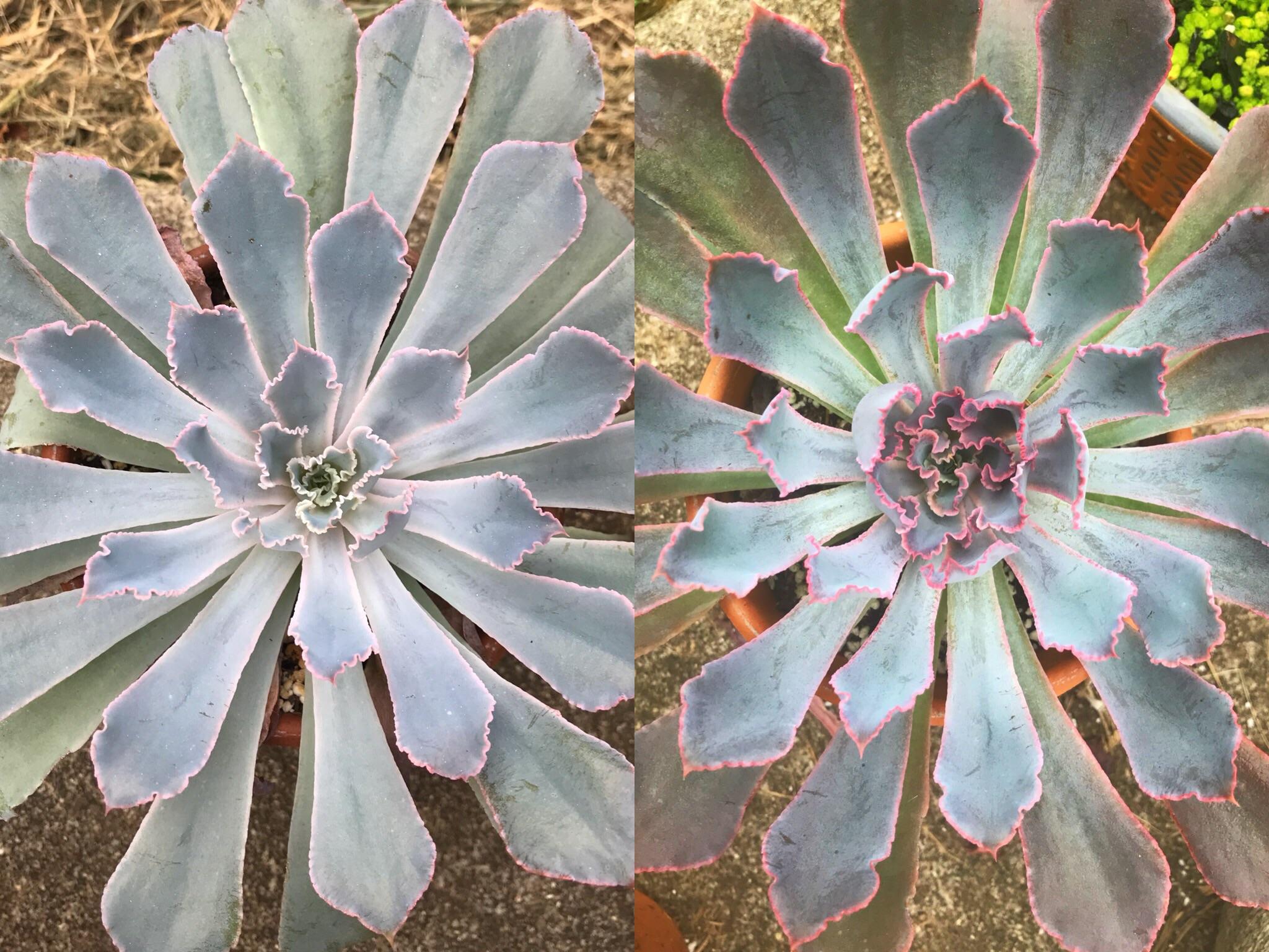 To revisit this article, select my ac. An Etiolated Neon Breakers After A Week In Full Sun Succulents