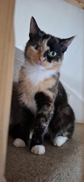 Primrose chilling on the stairs