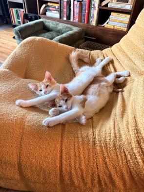 Synchronized cuddles