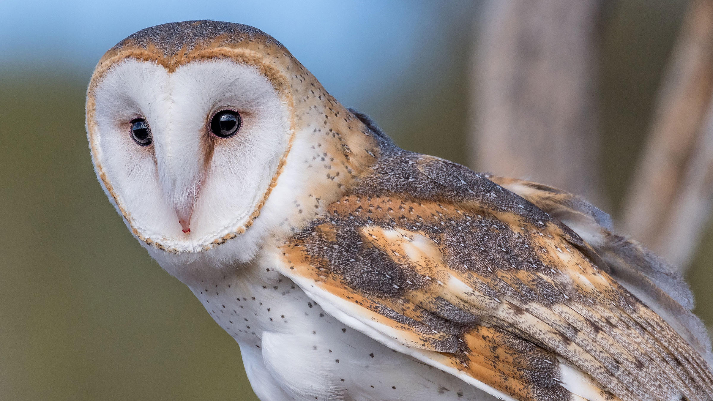 They have long strong legs with powerful talons. Beautiful barn owl : Owls