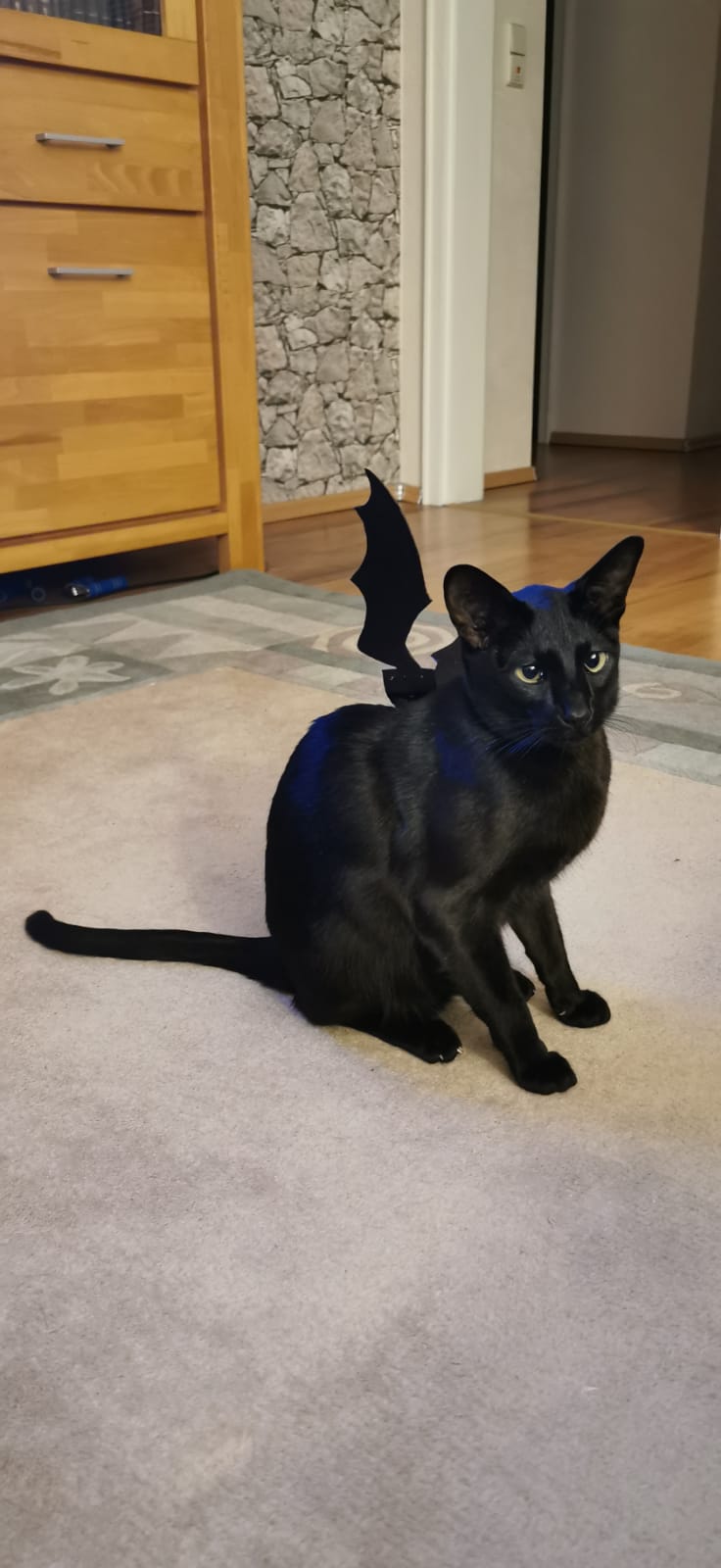 I Ve Decided To Dress Up Our Cat For Halloween Blackcats