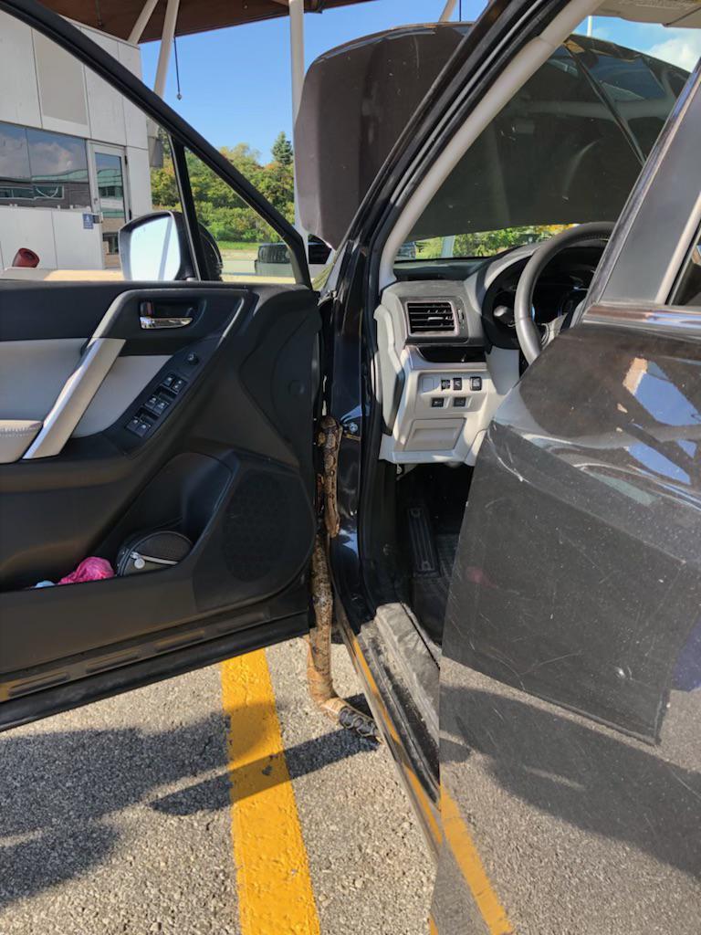 just a snake crawling out of my wifes car at customs during a random check rnevertellmetheodds on how to get ants out of car reddit