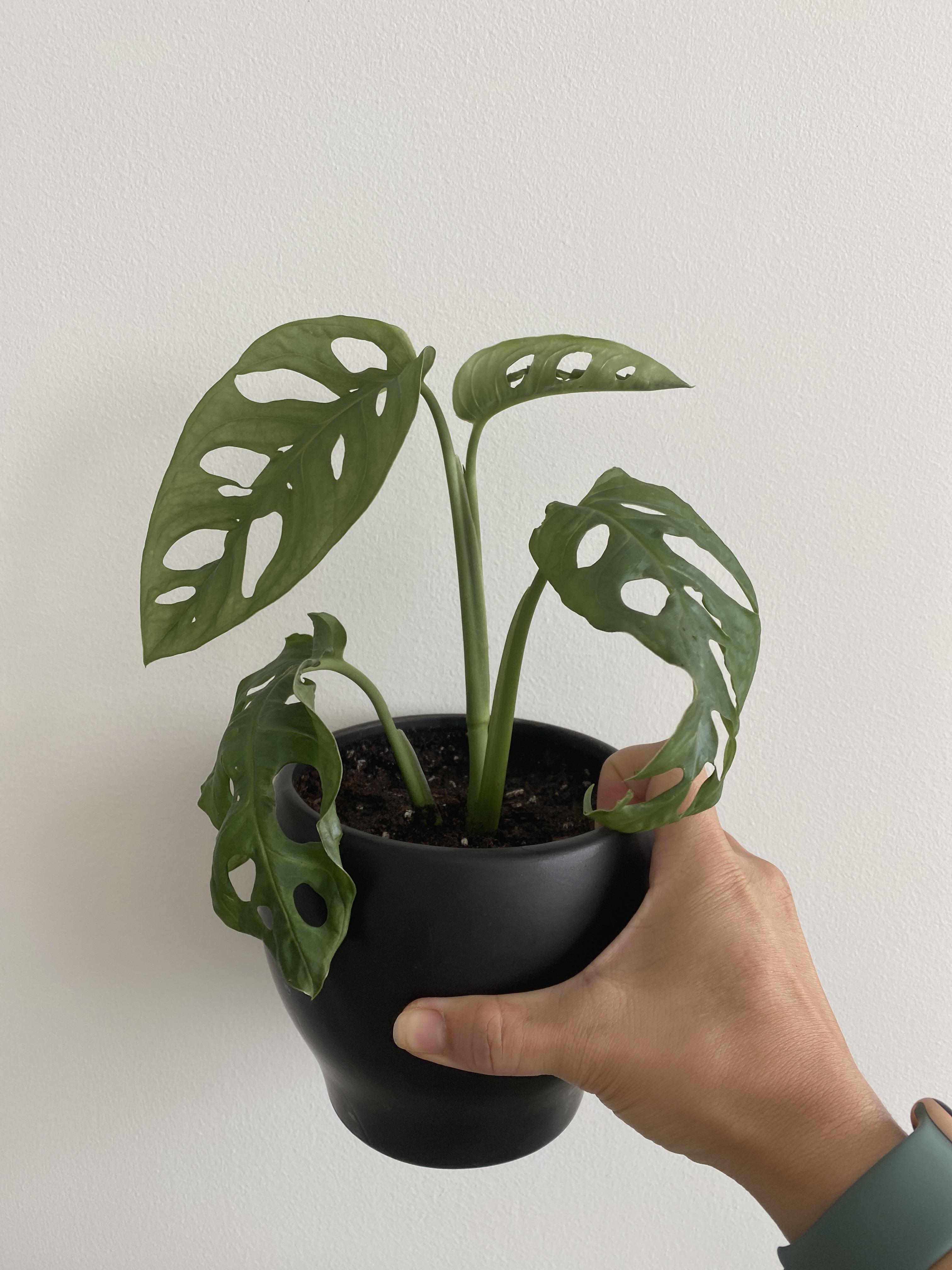 Monstera cutting planted too soon? comments below.