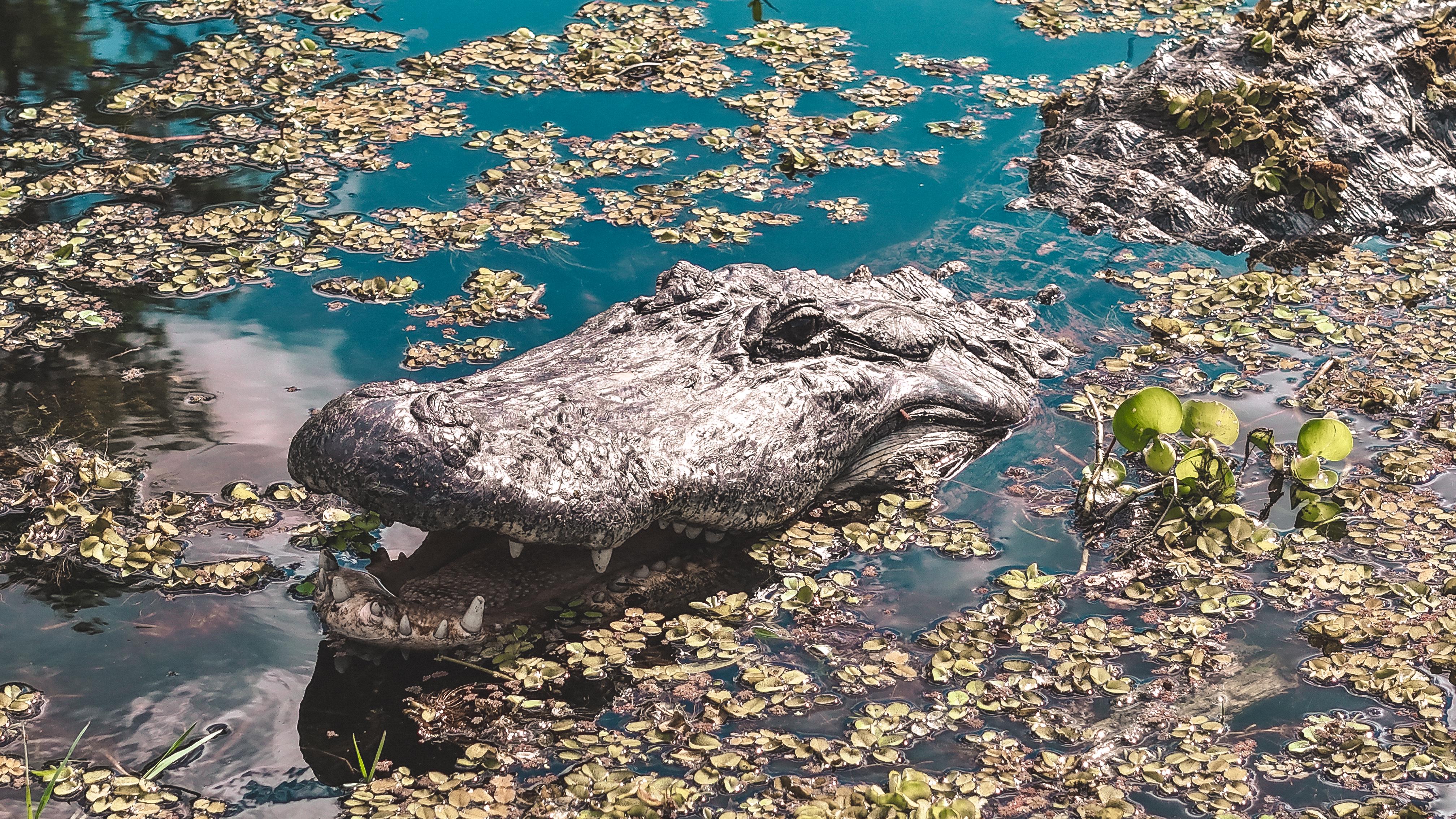 🔥 Torinha Estranha : rNatureIsFuckingLit