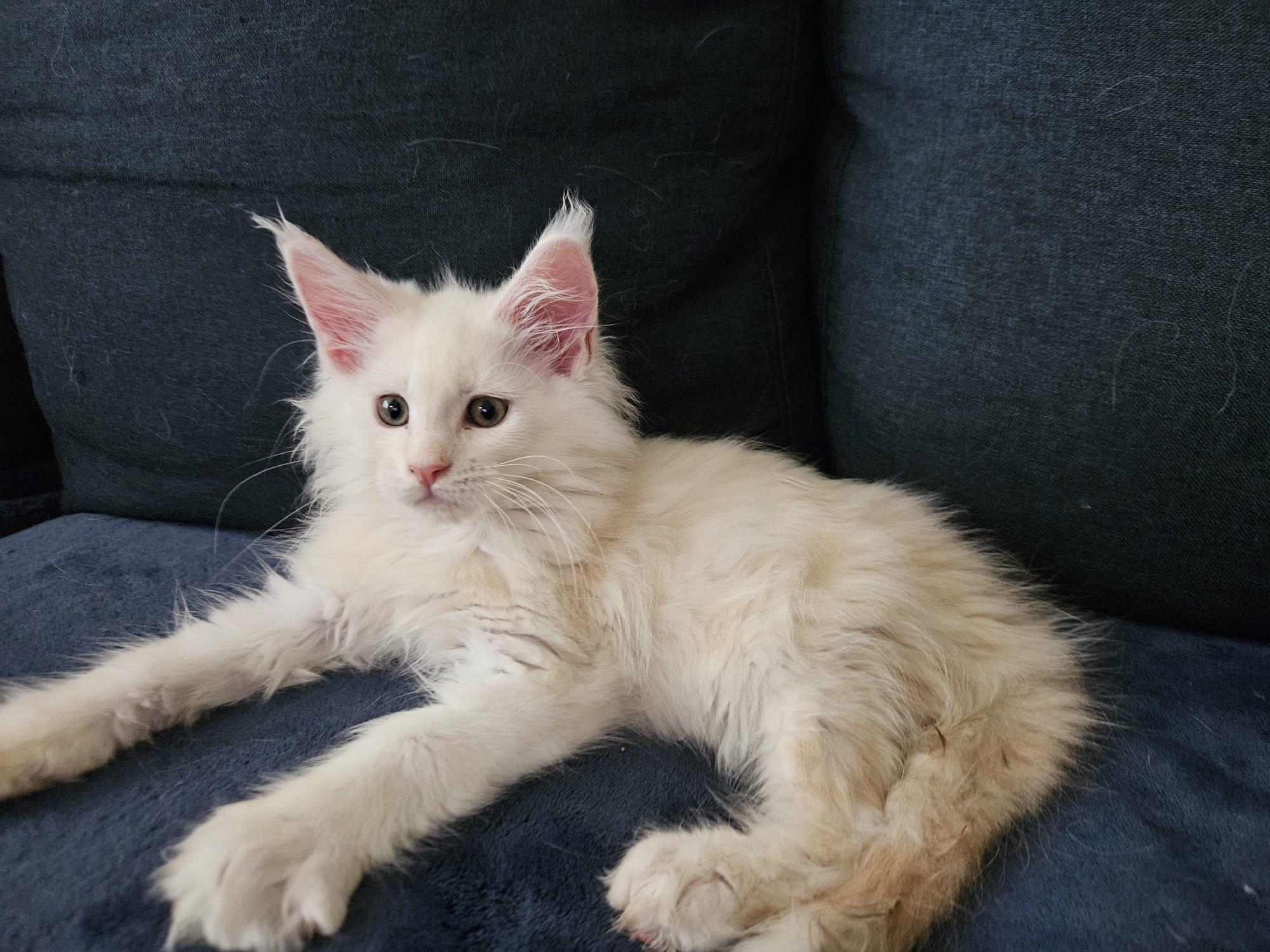 Preço de um Gatinho Maine Coon? : rmainecoons