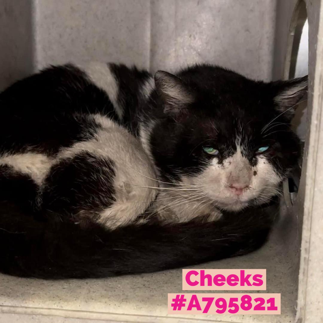 196 best devore animal shelter images on pholder
