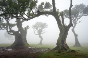 Dancing trees, Madeira, Portugal [OC][1500×1000]