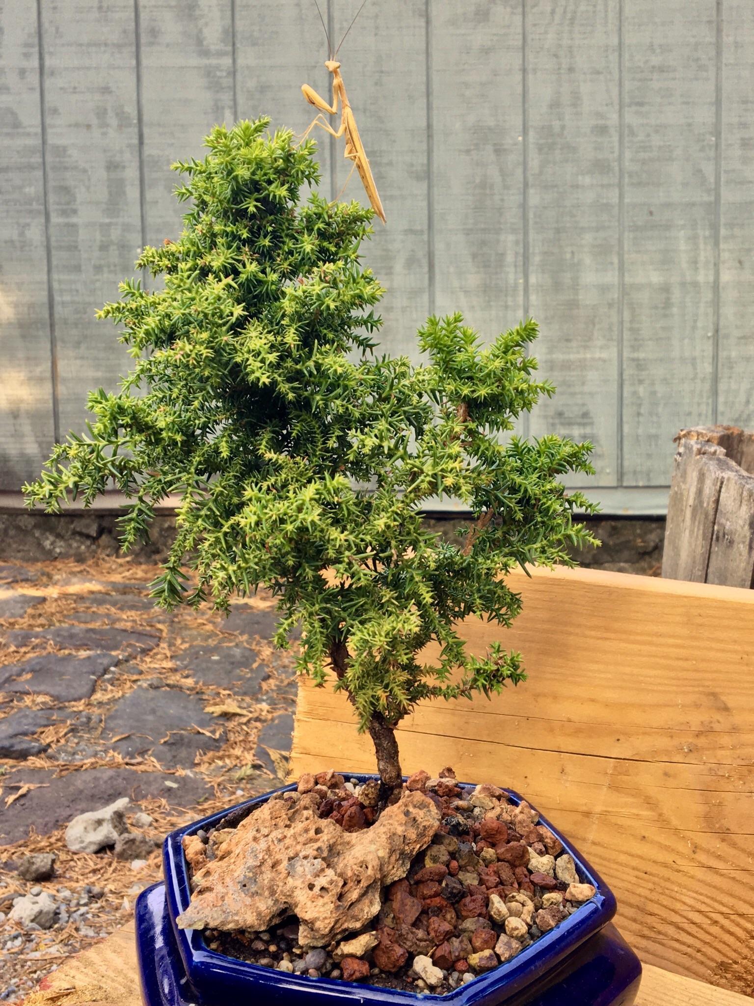 Crystal World L Tiny Tree Garden