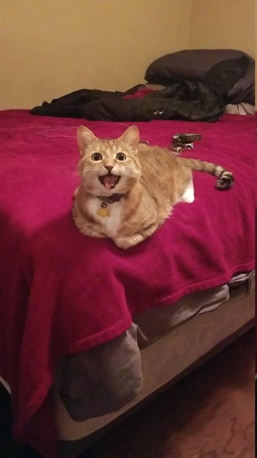 hello i was told to make a reddit account to post pictures of my cat so here she is her name is dylan d raww on where to pet a cat reddit