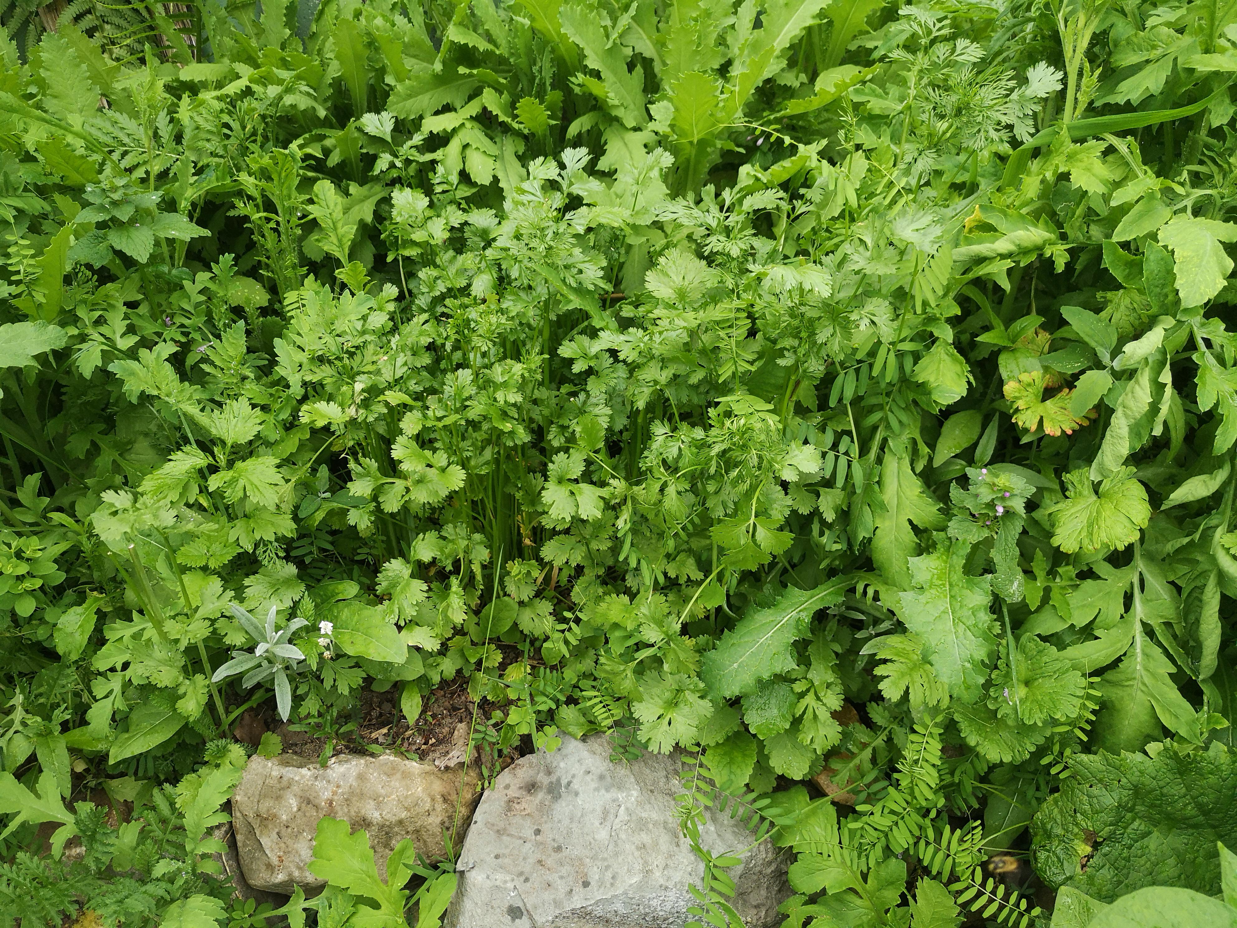 Raritaten Gartnerei Garten Jan Koriander Coriandrum Sativum