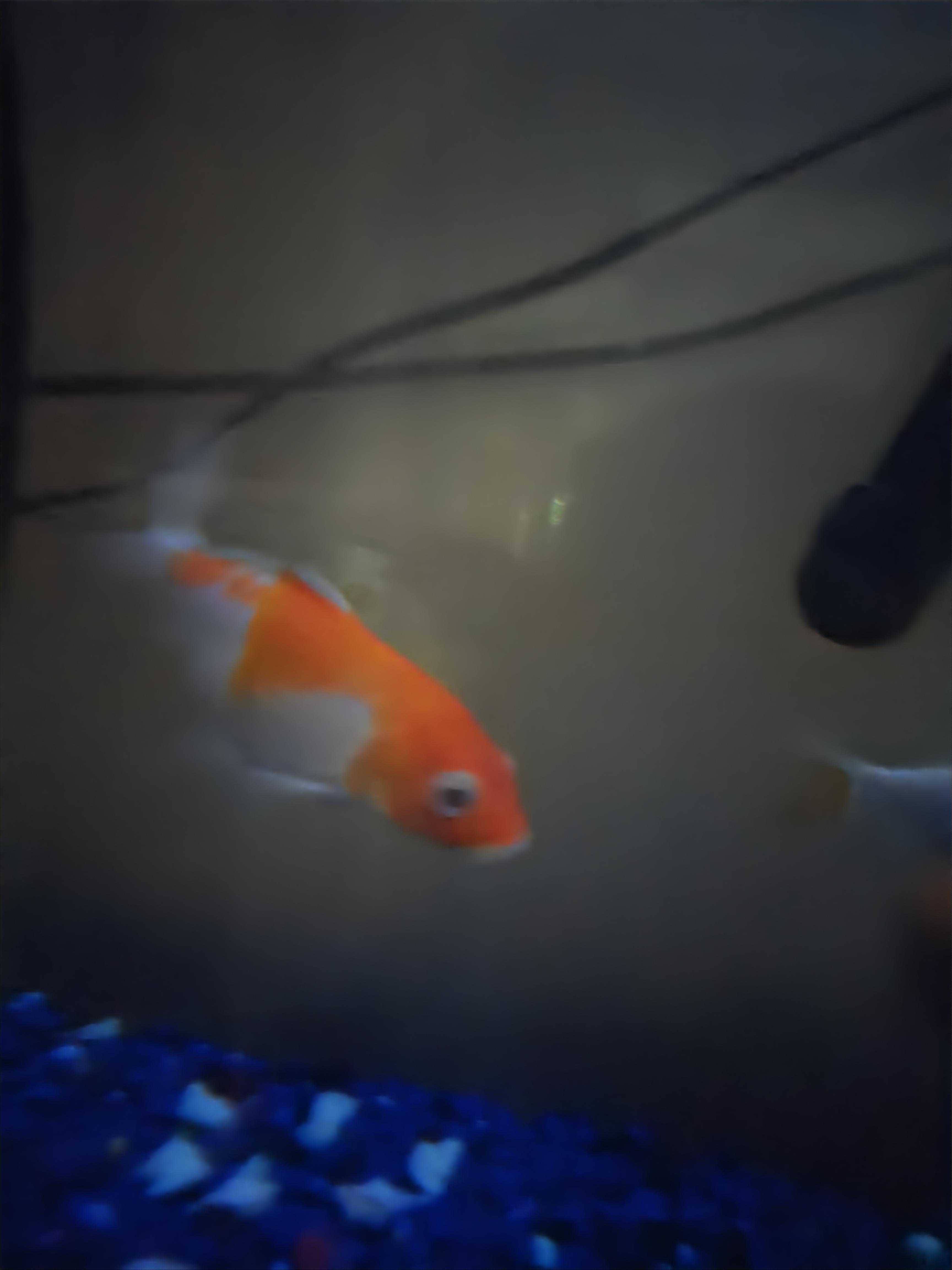 魚有腹水、懷孕，還是正常的錦鯉體型？ : rKoi