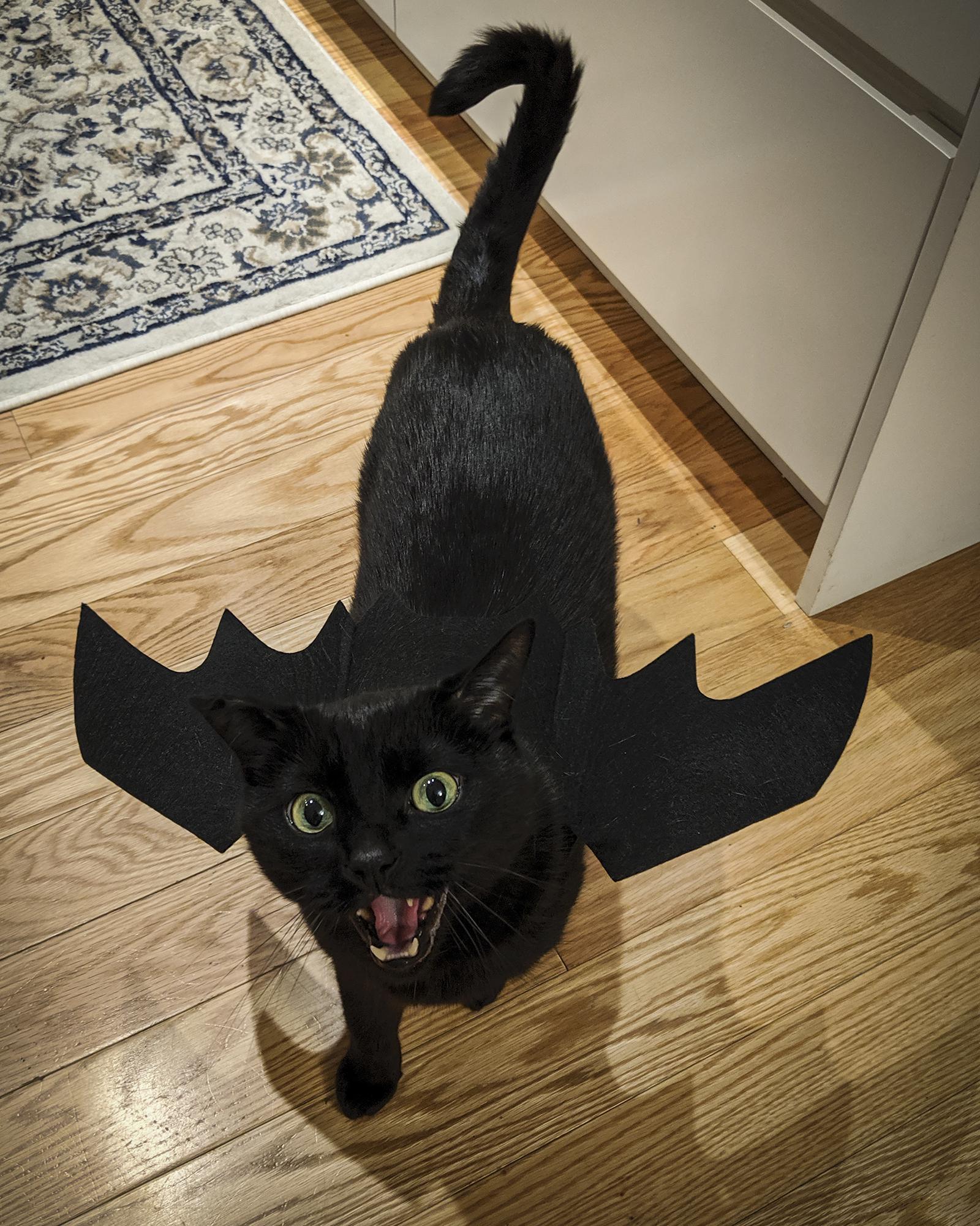 My Cat S Toothless Halloween Costume Cats