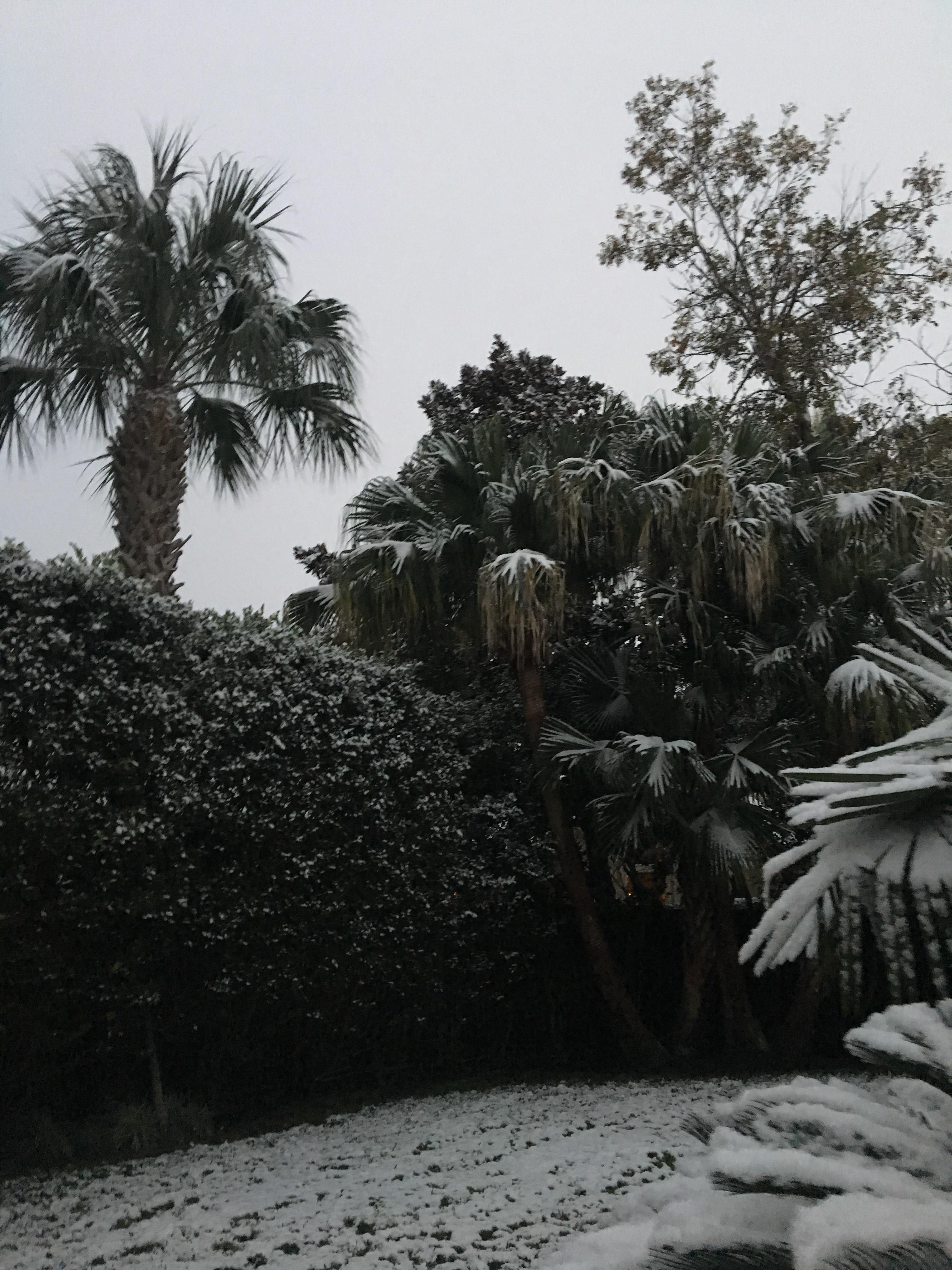 Palm Tree With Snow Photo