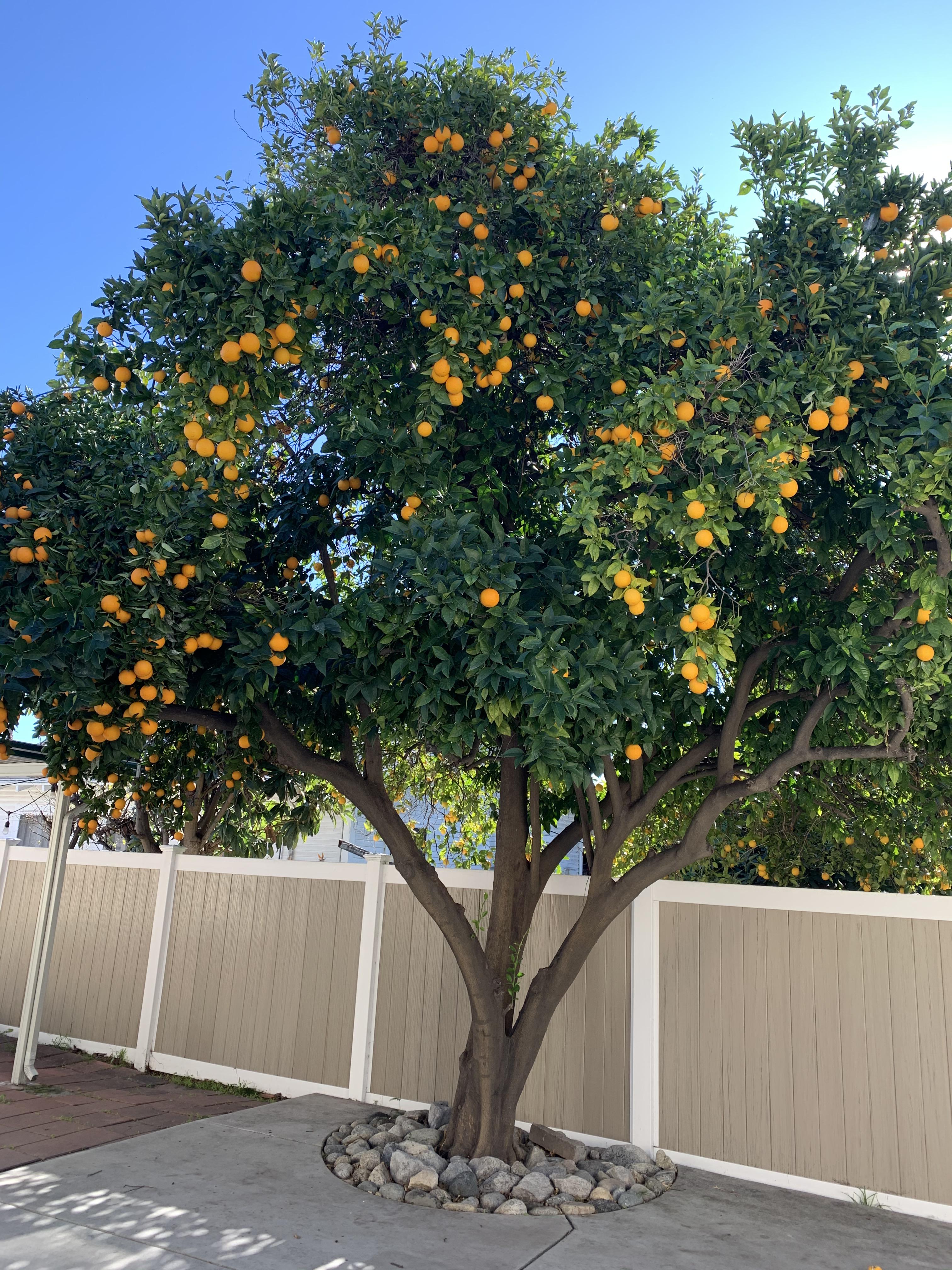 Beware Of Rootstock Suckers On Citrus Trees Greg Alder S Yard Posts Food Gardening In Southern California