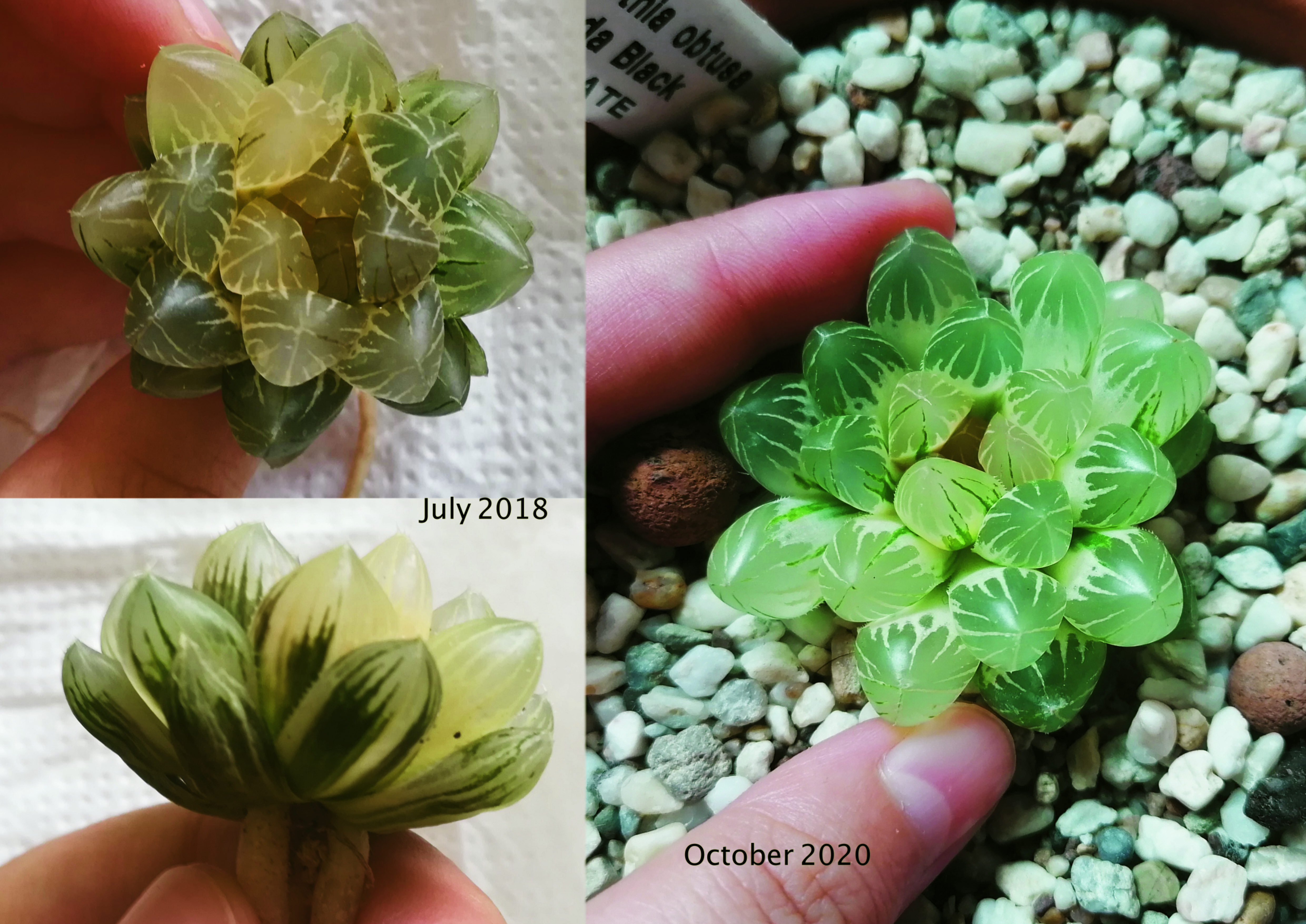 Aeonium tabuliforme (lily pad aeonium) · #3. Photos Taken 2 Years Apart She S Still My Rarest Plant Succulents