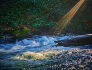 Shinning the light, Mtirala National park, Georgia [OC] [2048×1563]