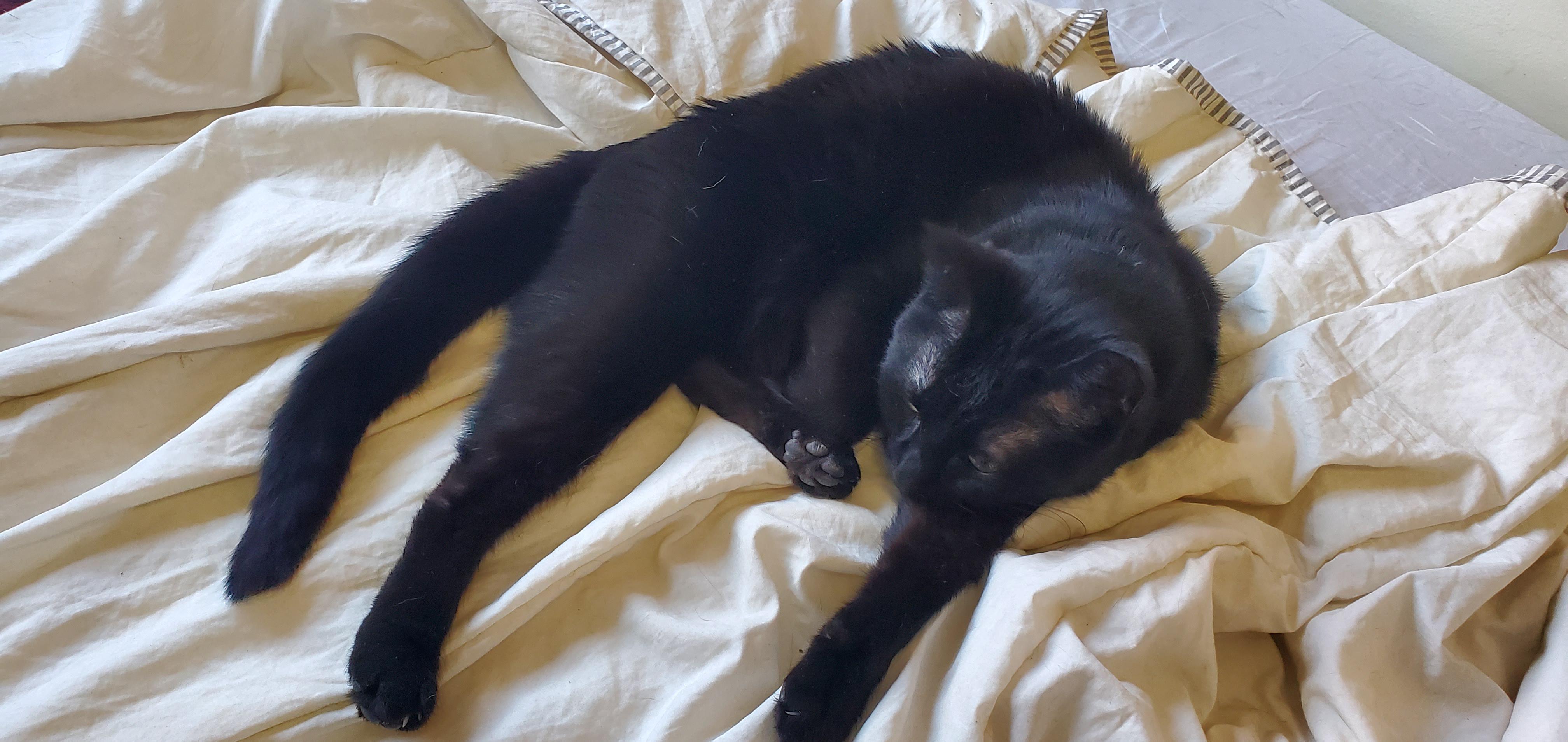 Does anyone elses black cat have a raspy meow? Curious if its a black cat  thing or if its just something special mine does : rblackcats