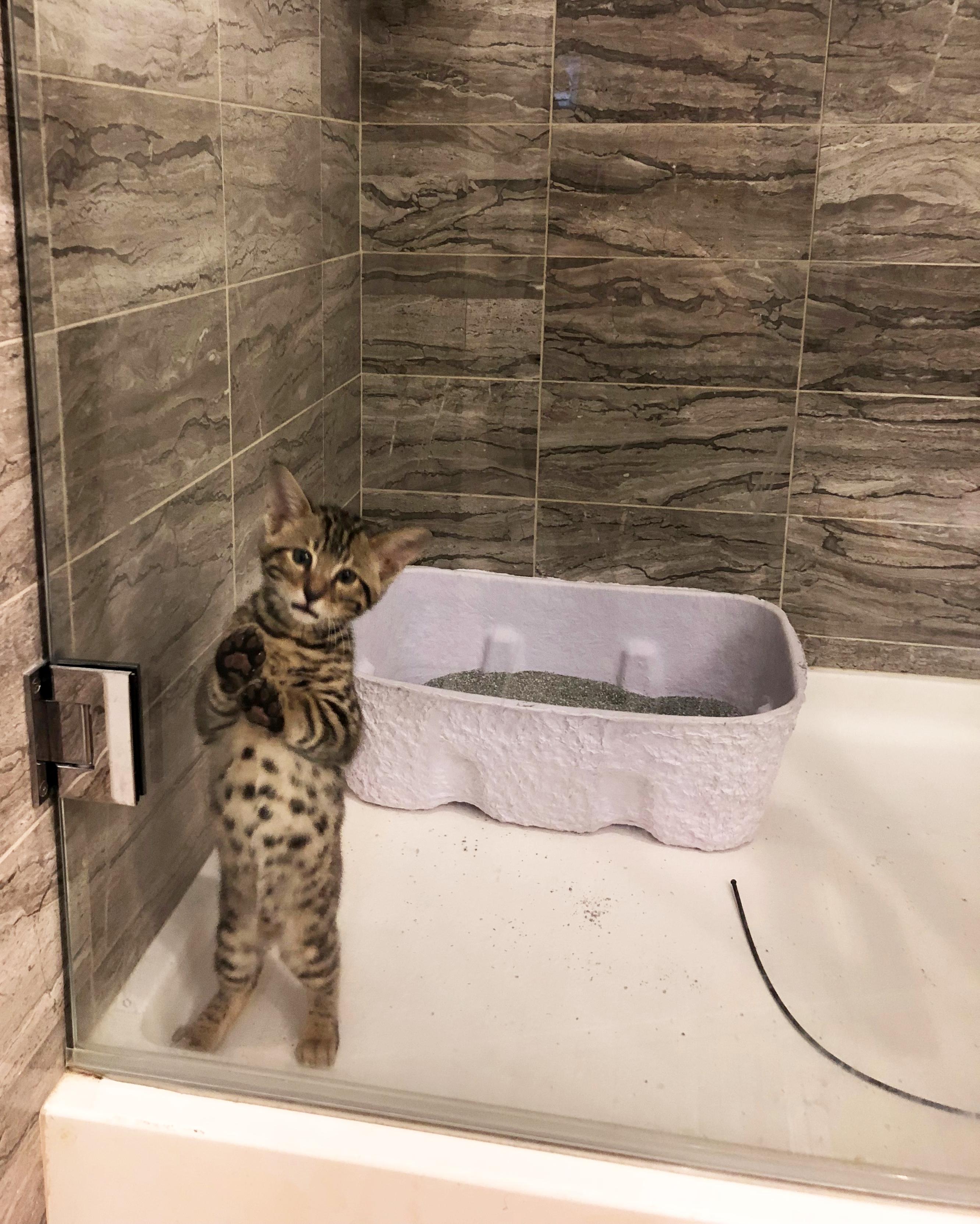 Quarantine Feels Kitten Style Cute