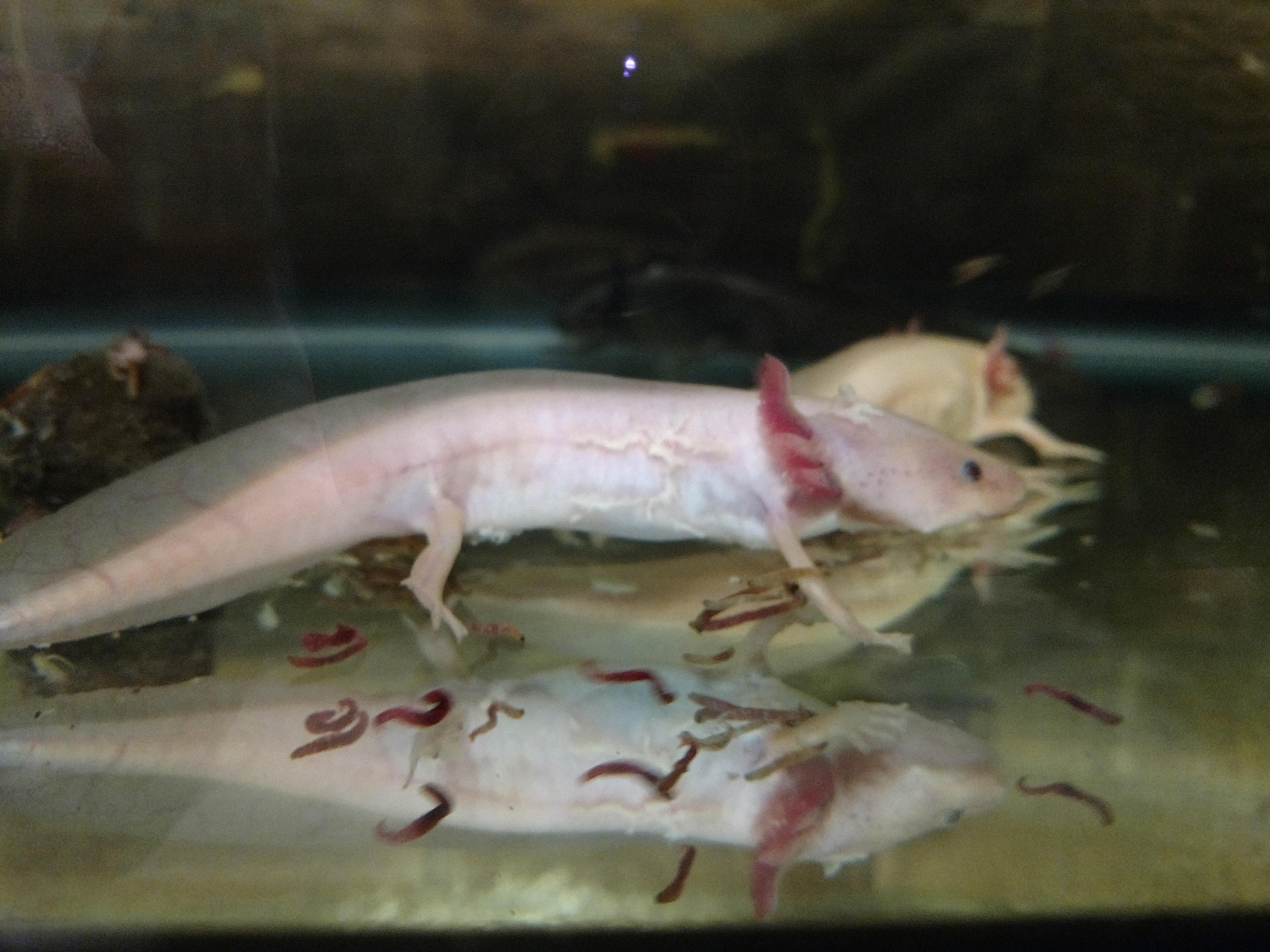 Health And Injury Axolittle Axolotls Most likely lack of oxygen.
