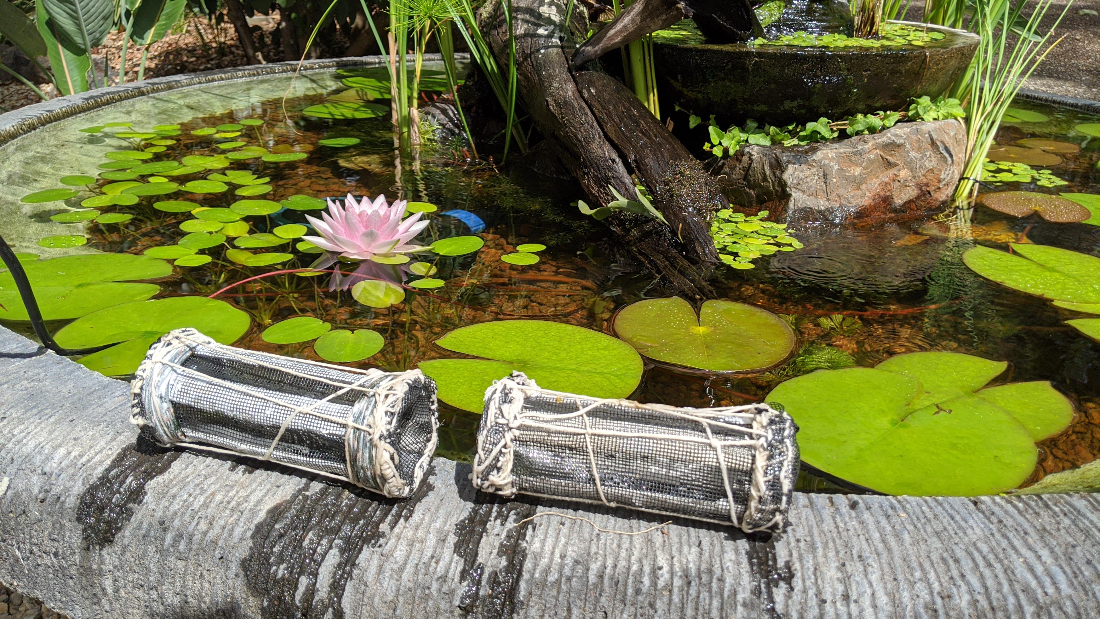 Learn techniques, understand gear, and read about freshwater fish with this guide to freshwater fishing for begi. Built Two Fish Traps To Catch Small White Clouds Any Suggestions For Bait Trying To Get Rid Of All The White Clouds In The Pond R Ponds