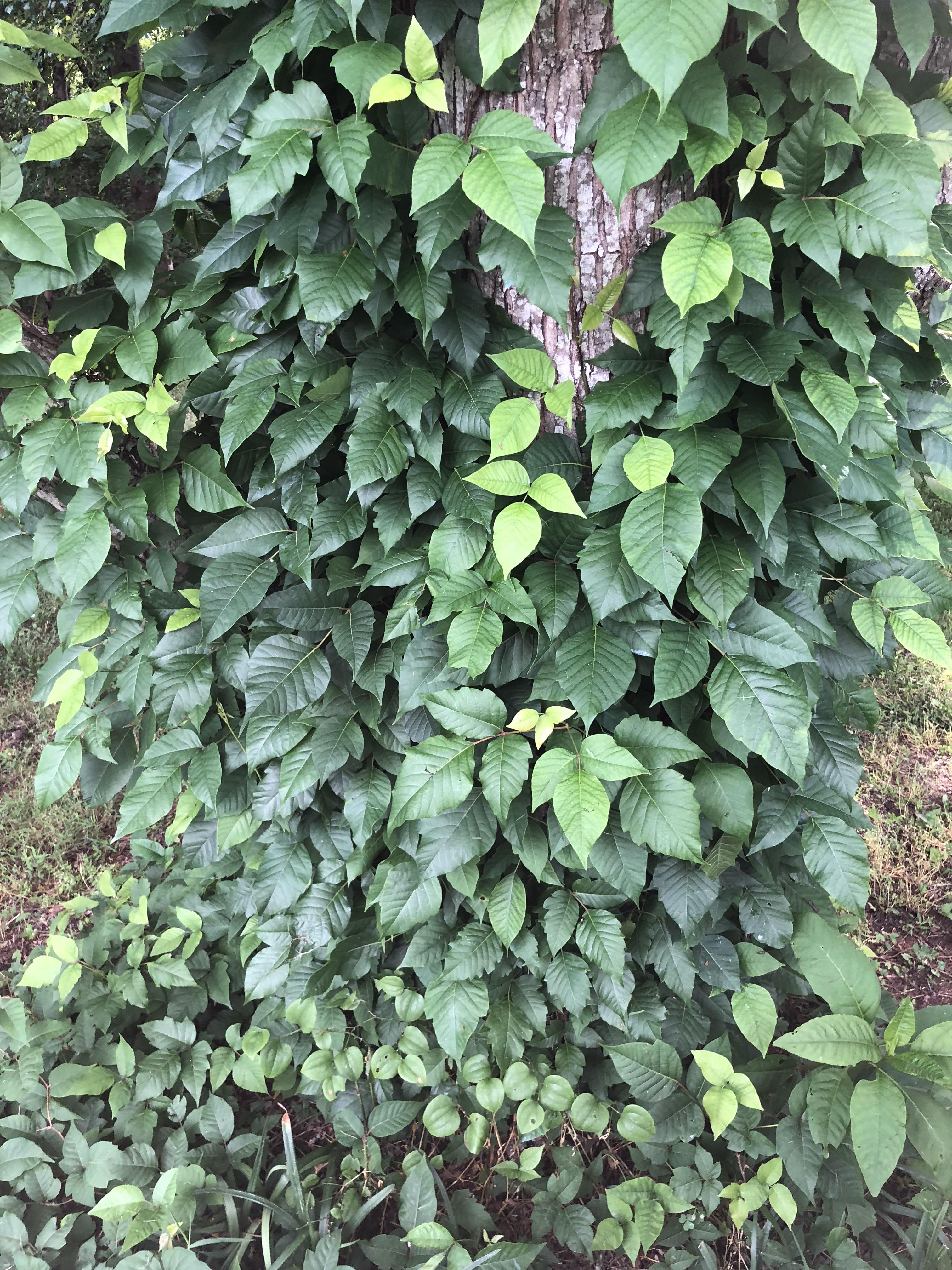 Ivy Damage To Trees How To Remove English Ivy From Trees