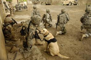 U.S. Army soldiers and Grek, a military working dog, with 5th Battalion, 20th Infantry Regiment, patrolling alongside Iraqi soldiers in Buhriz, Iraq, April 10, 2007. [4288 x 2848]