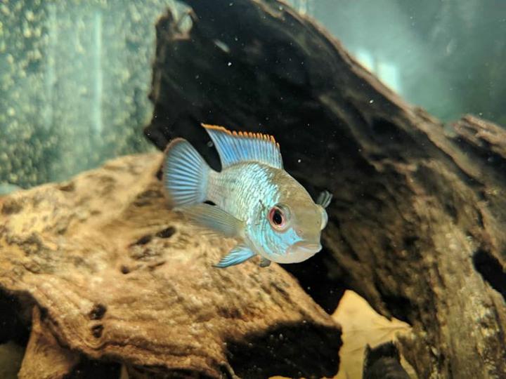 Breeding Blue Acara The Fish Doctor 